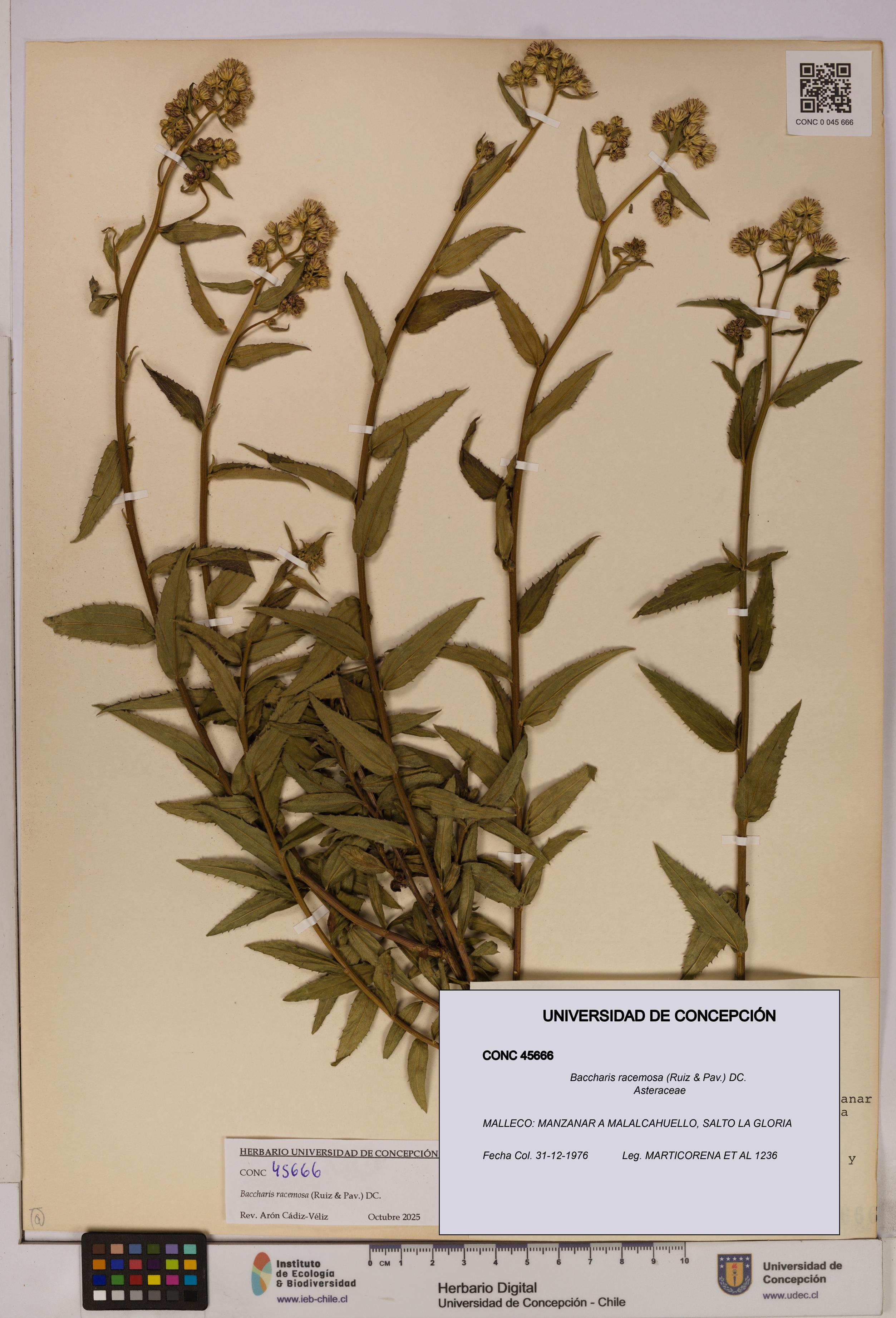 Baccharis racemosa [Espécimen: UDEC:CONC:0045666]