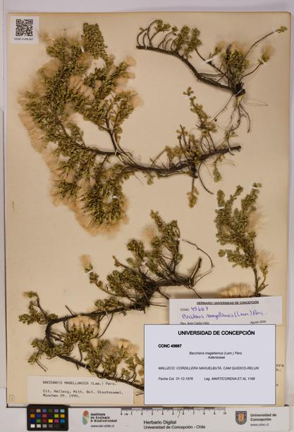 Baccharis magellanica [Espécimen: UDEC:CONC:0045667]