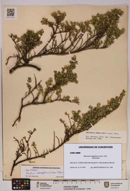 Baccharis magellanica [Espécimen: UDEC:CONC:0045668]