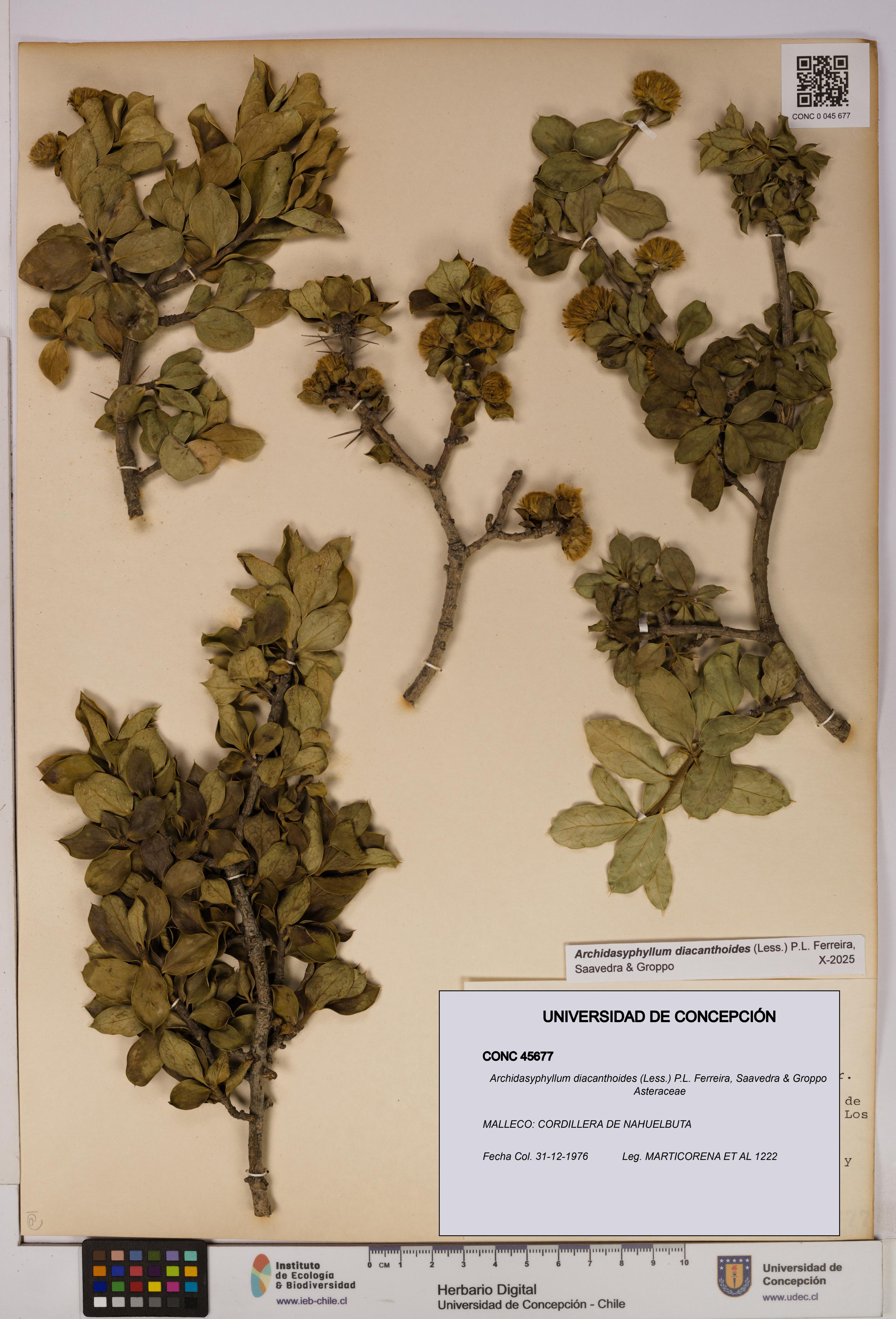 Archidasyphyllum diacanthoides [Espécimen: UDEC:CONC:0045677]