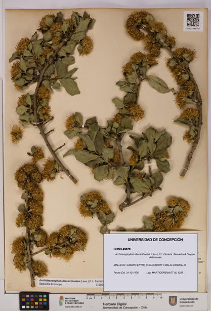 Archidasyphyllum diacanthoides [Espécimen: UDEC:CONC:0045678]