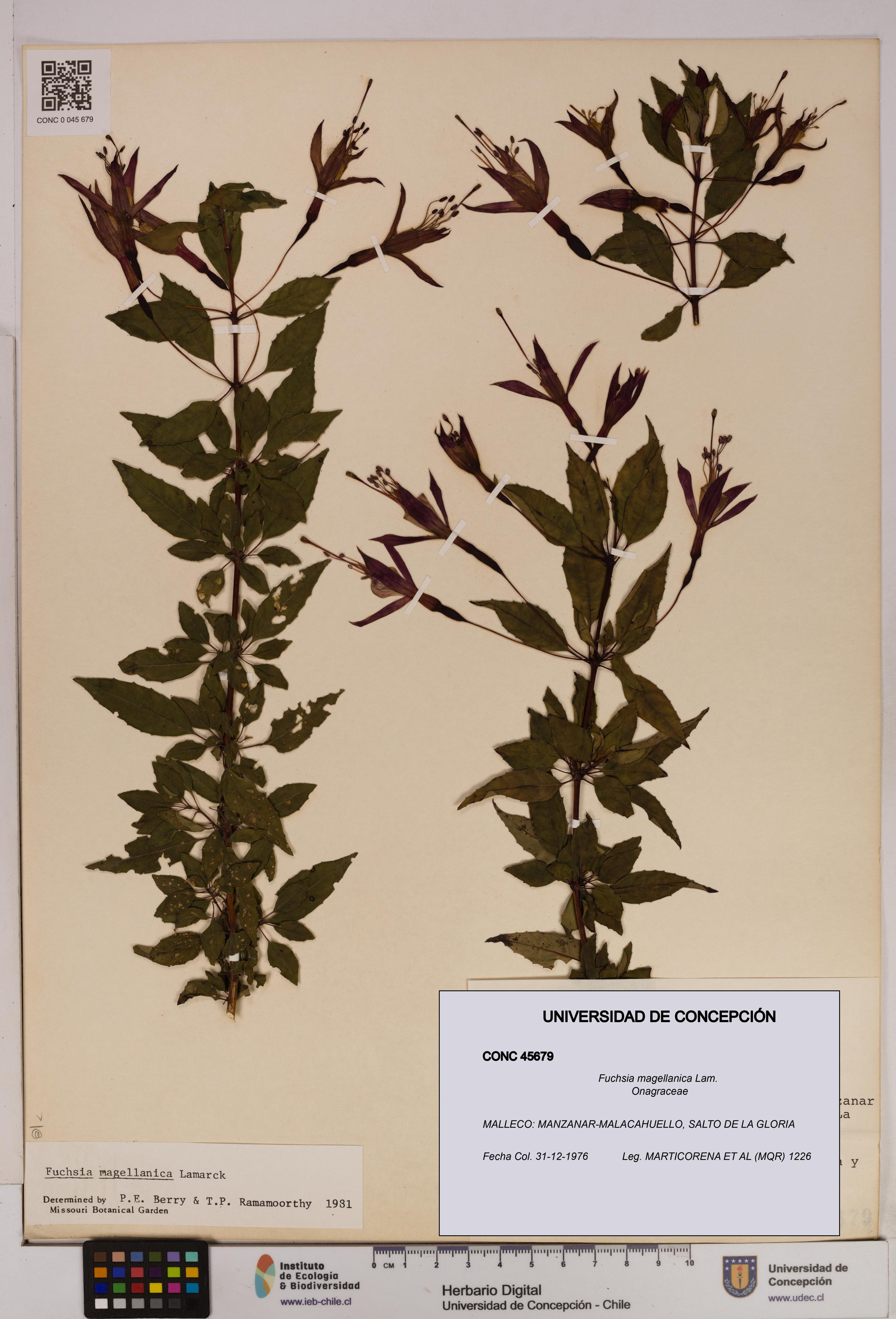 Fuchsia magellanica [Espécimen: UDEC:CONC:0045679]