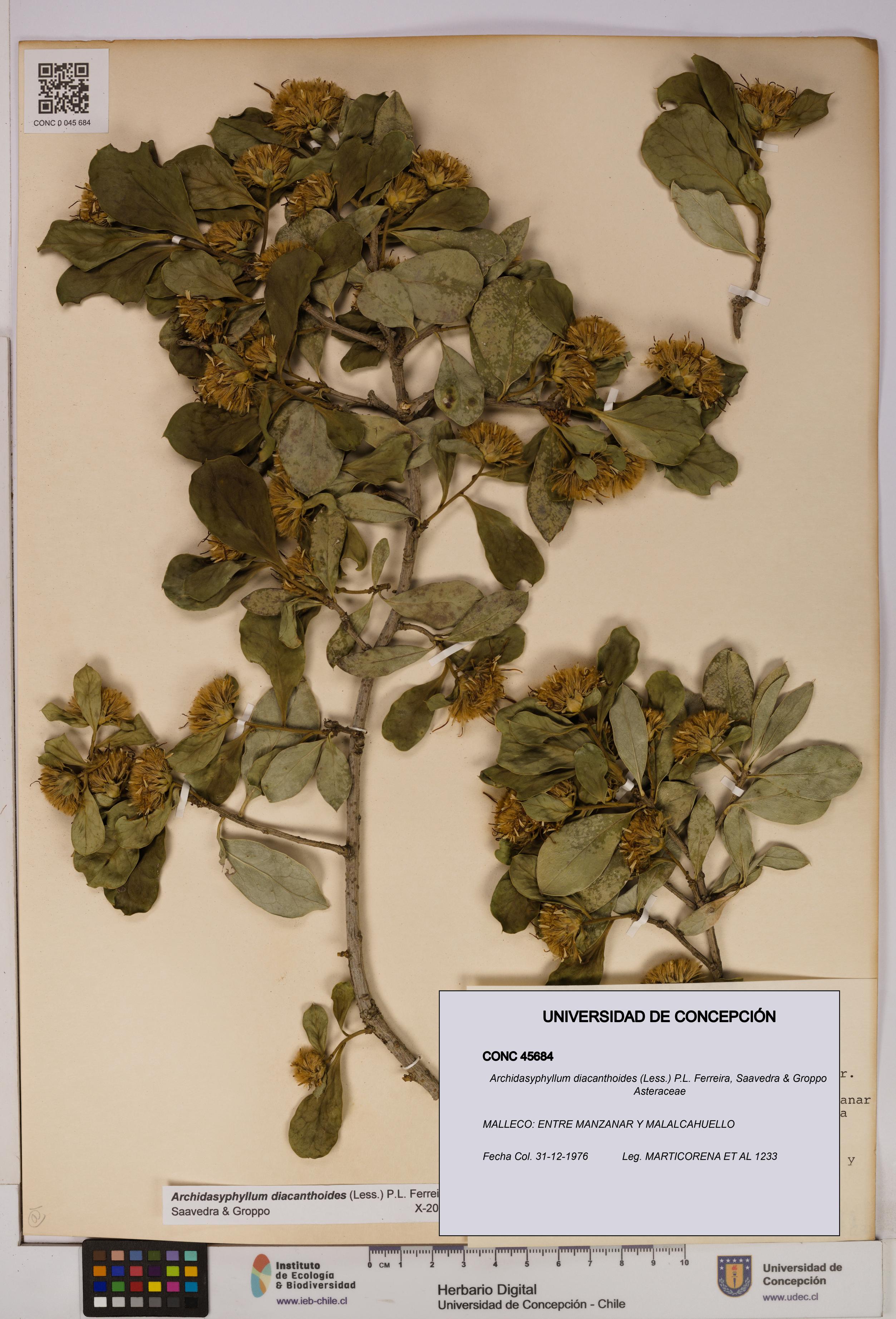 Archidasyphyllum diacanthoides [Espécimen: UDEC:CONC:0045684]