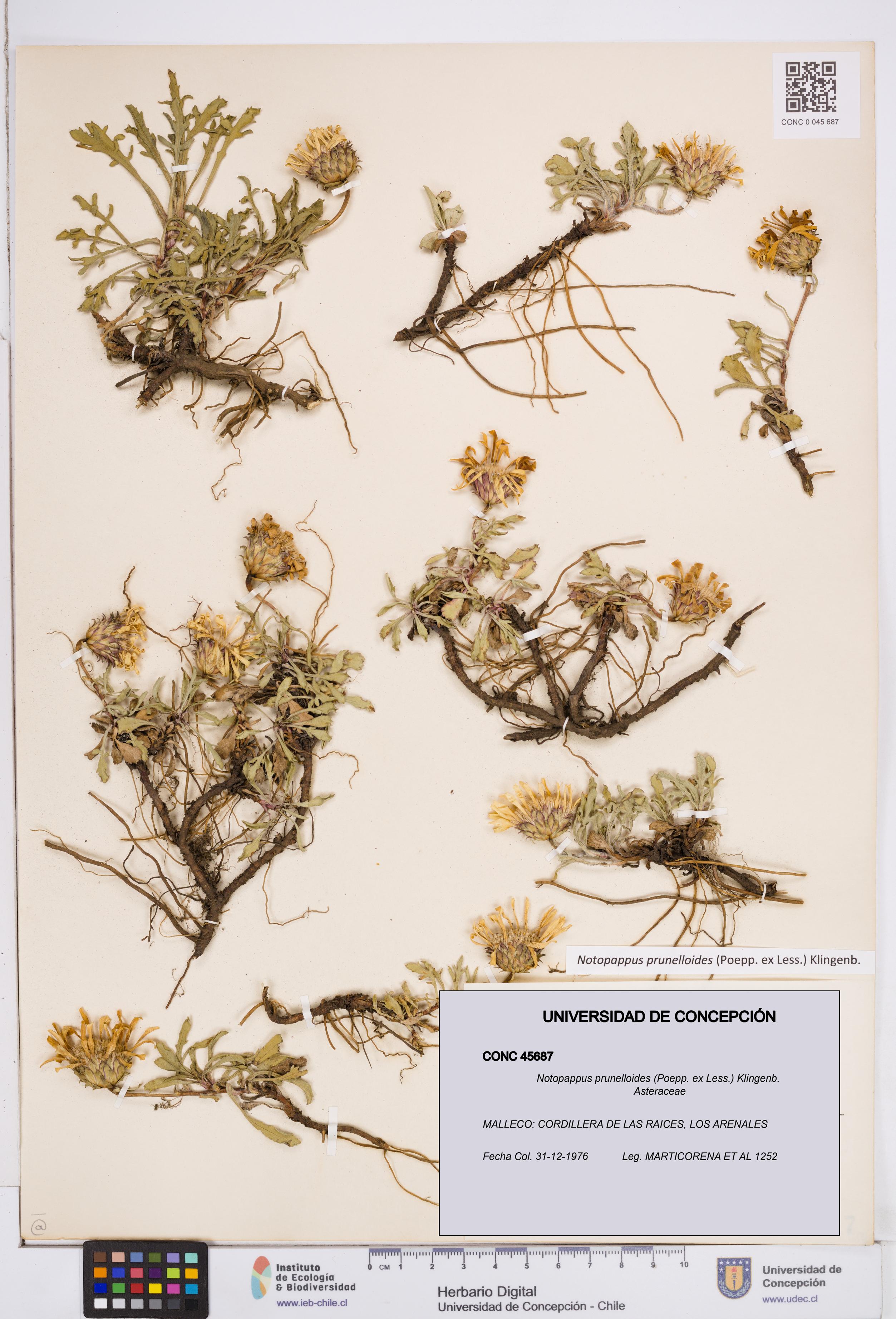 Notopappus prunelloides [Espécimen: ]