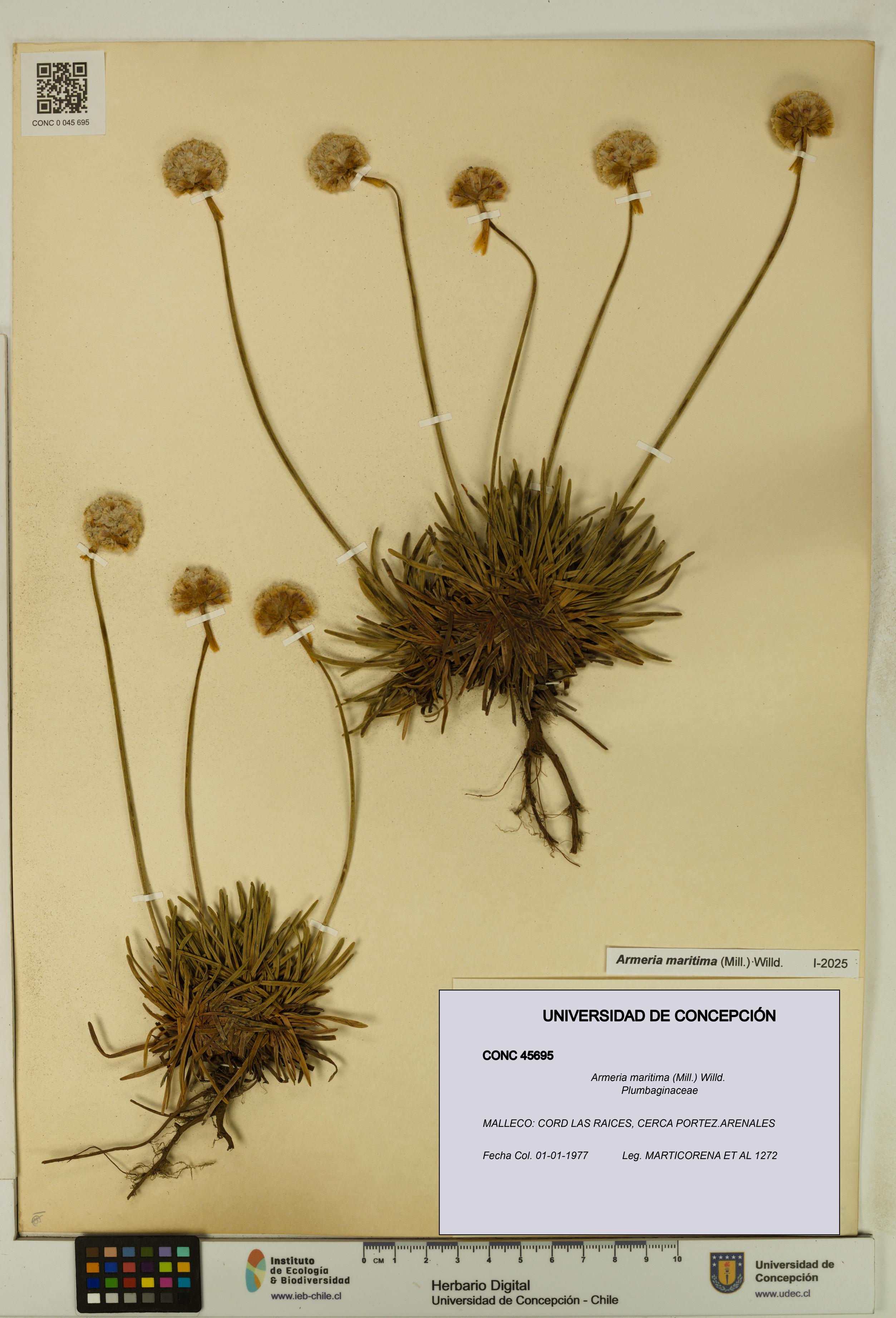 Armeria maritima [Espécimen: UDEC:CONC:0045695]