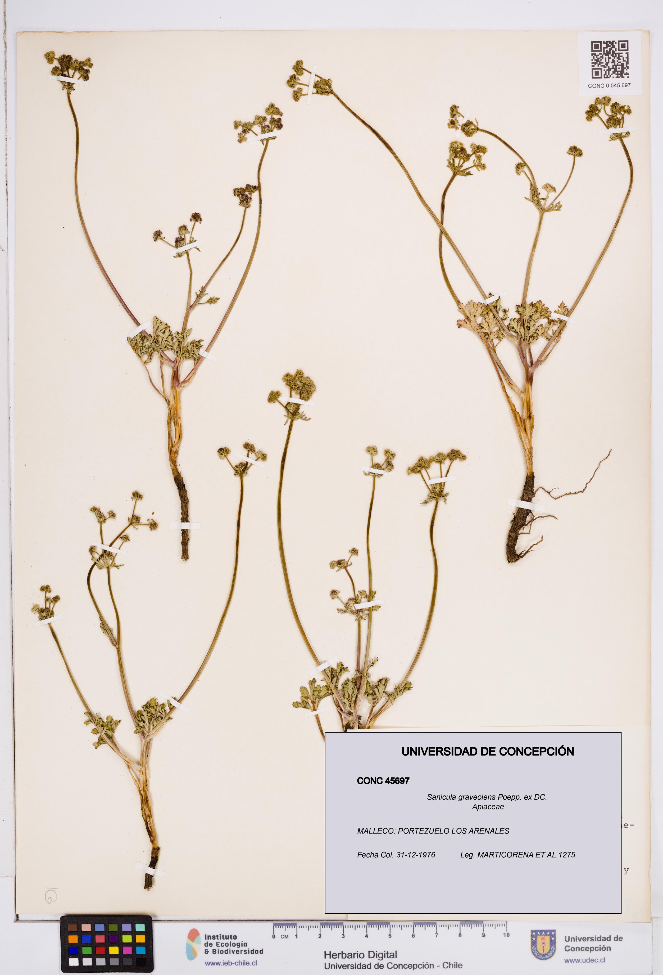 Sanicula graveolens [Espécimen: ]