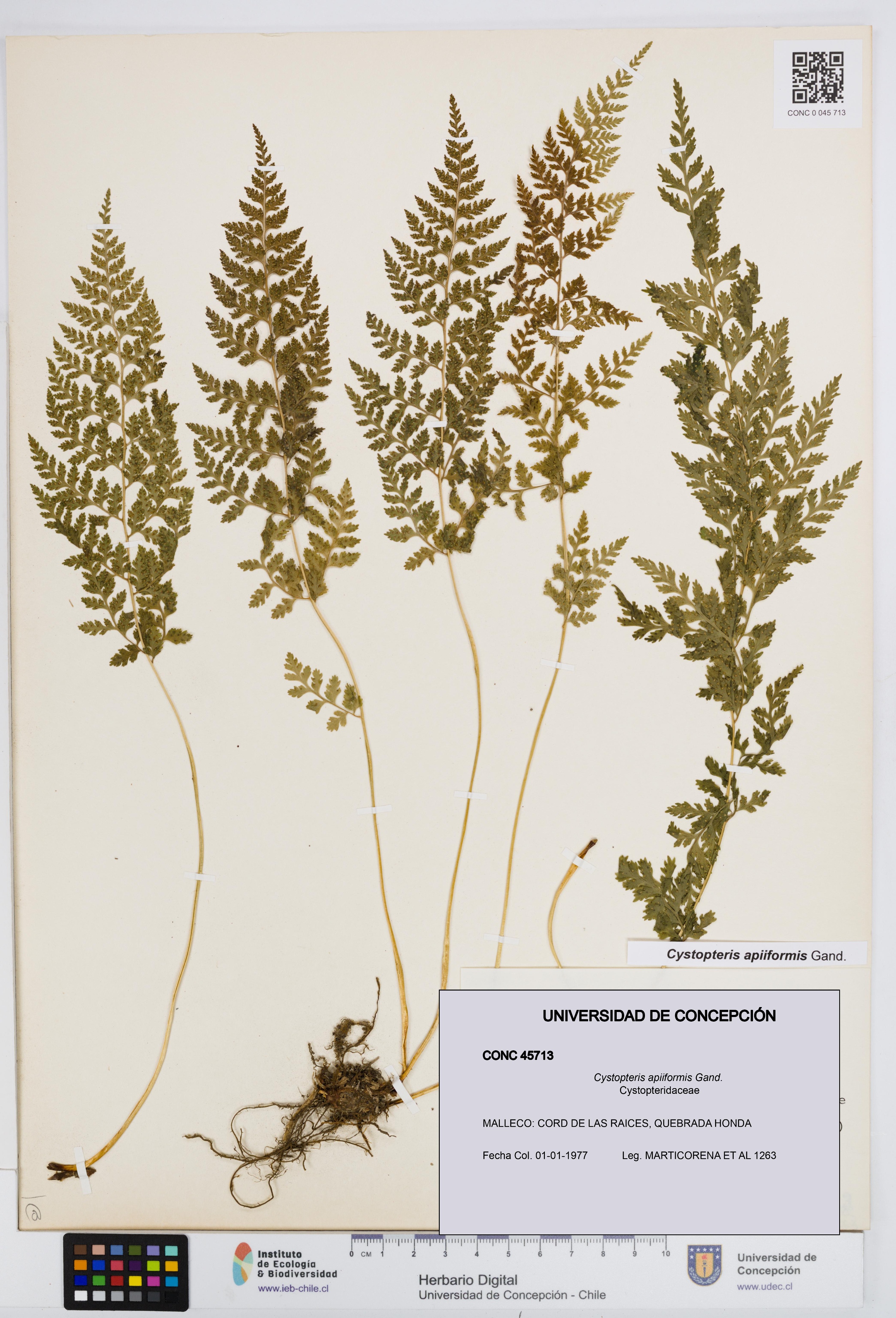 Cystopteris apiiformis [Espécimen: UDEC:CONC:0045713]