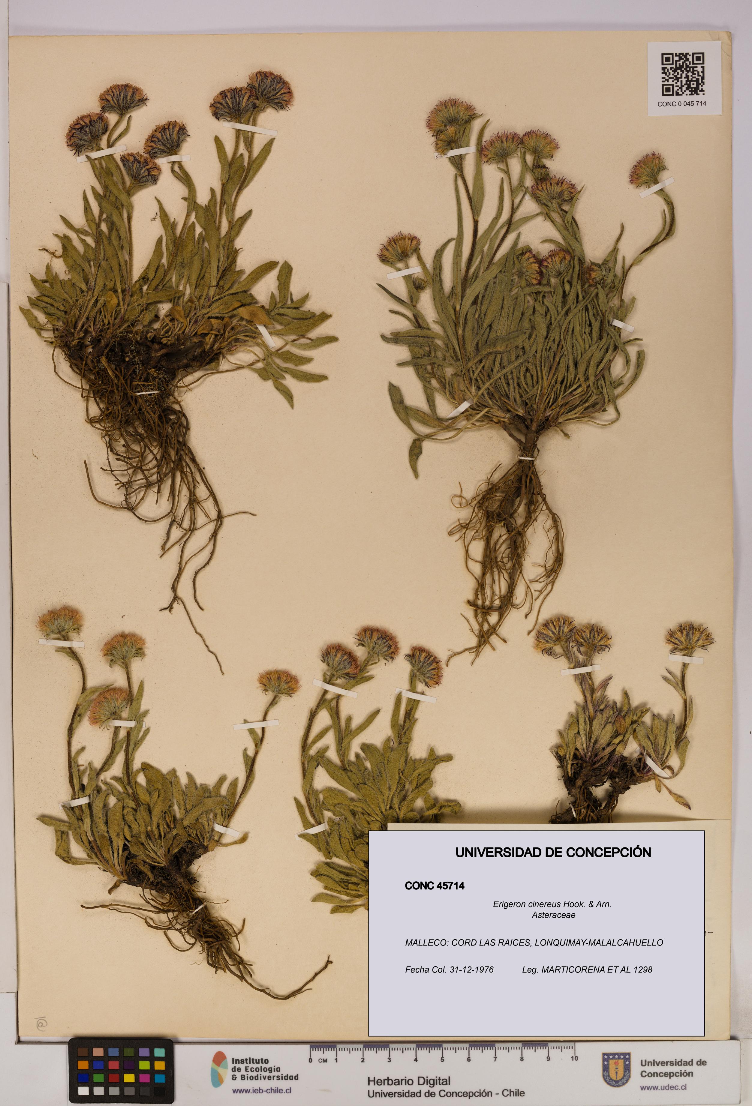 Erigeron cinereus [Espécimen: UDEC:CONC:0045714]