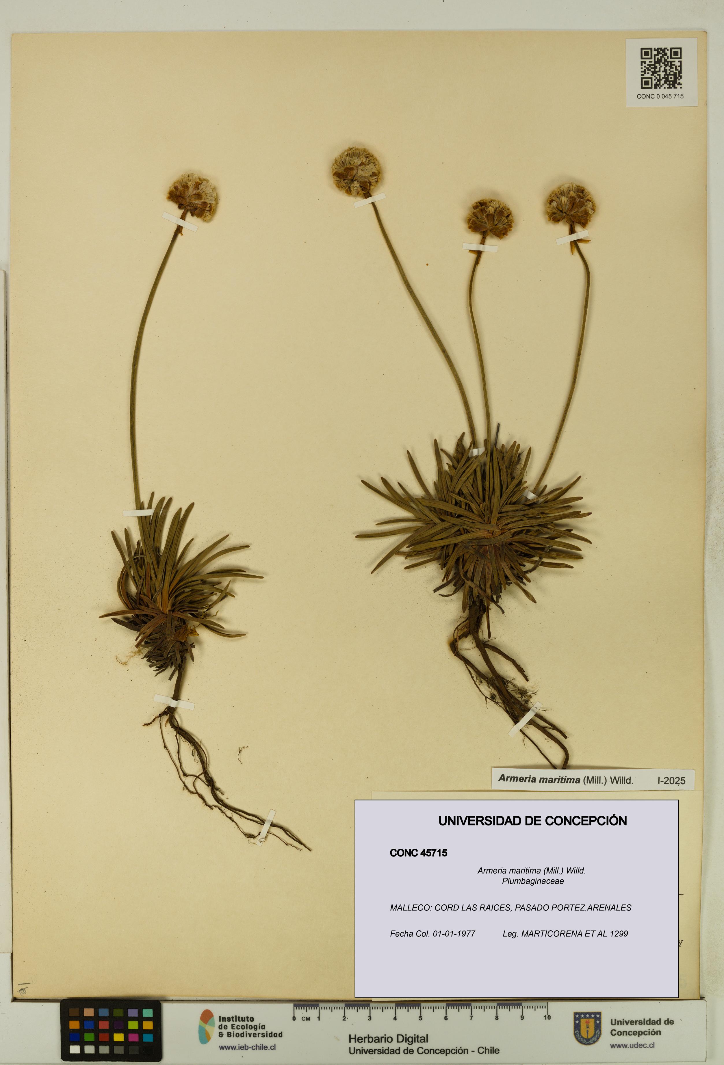 Armeria maritima [Espécimen: UDEC:CONC:0045715]