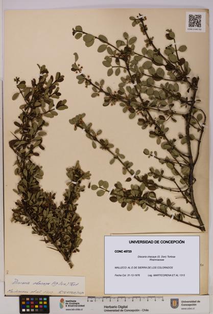 Discaria chacaye [Espécimen: UDEC:CONC:0045723]