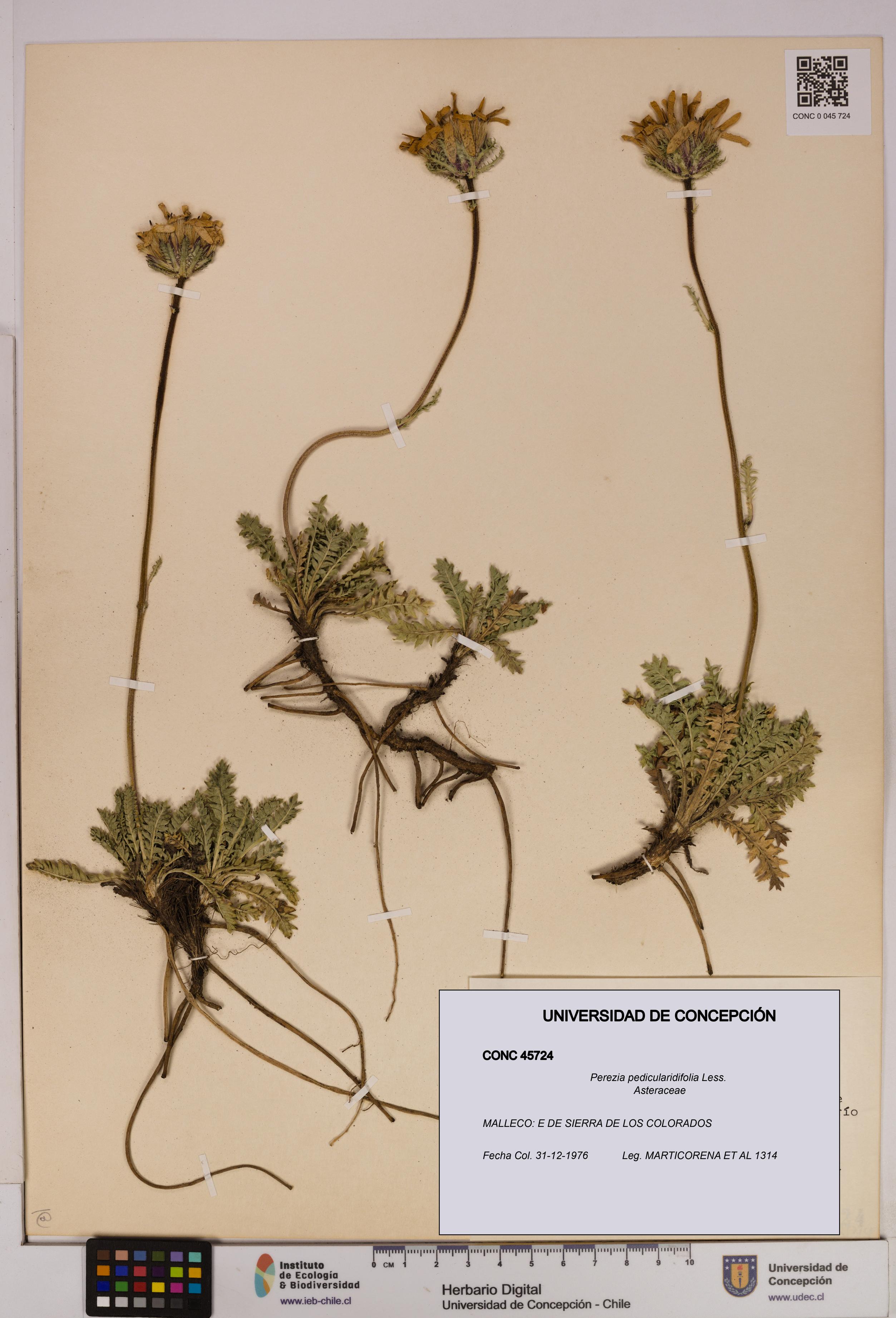 Perezia pedicularidifolia [Espécimen: UDEC:CONC:0045724]