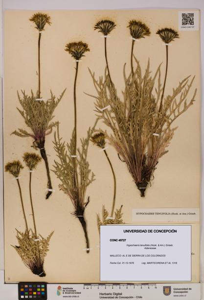 Hypochaeris tenuifolia [Espécimen: UDEC:CONC:0045727]