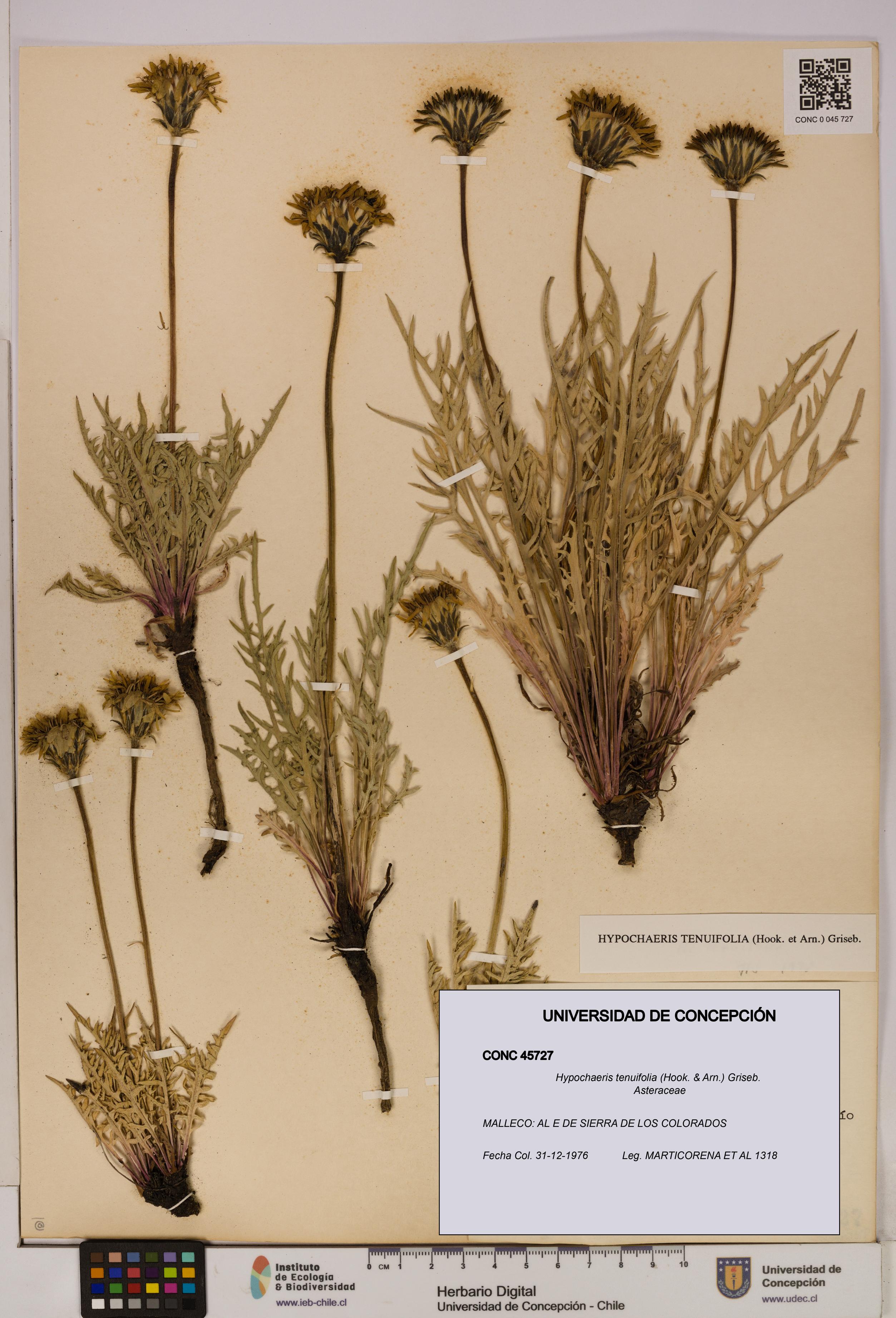 Hypochaeris tenuifolia [Espécimen: UDEC:CONC:0045727]