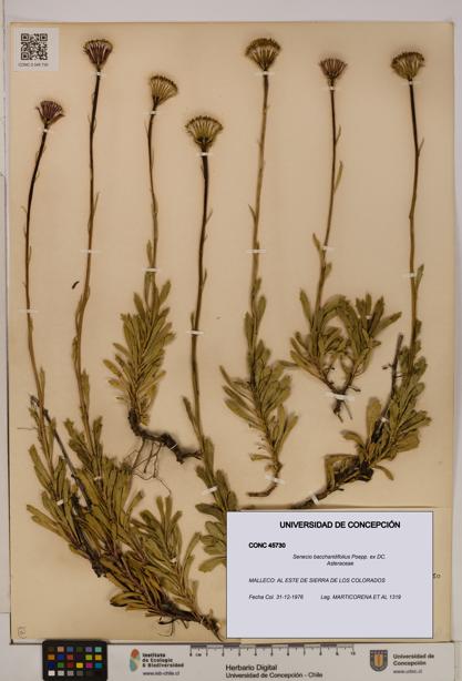 Senecio baccharidifolius [Espécimen: UDEC:CONC:0045730]