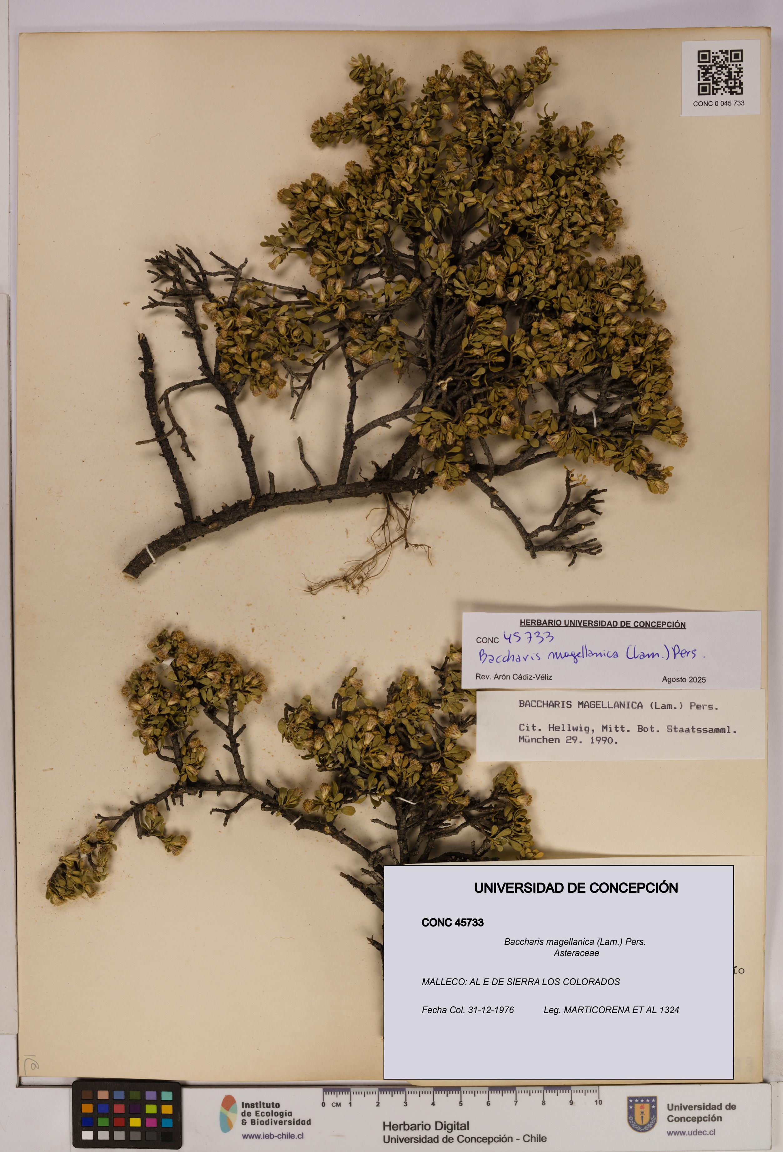 Baccharis magellanica [Espécimen: UDEC:CONC:0045733]