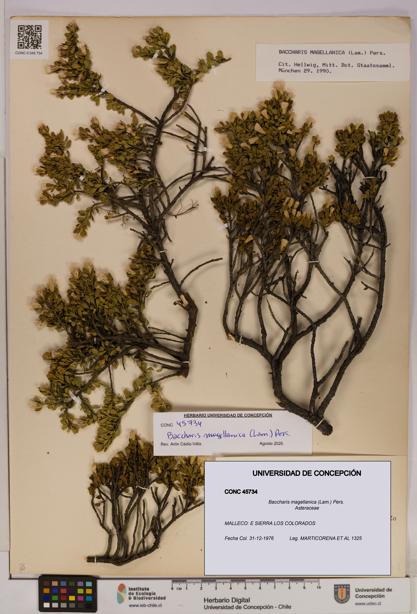 Baccharis magellanica [Espécimen: UDEC:CONC:0045734]