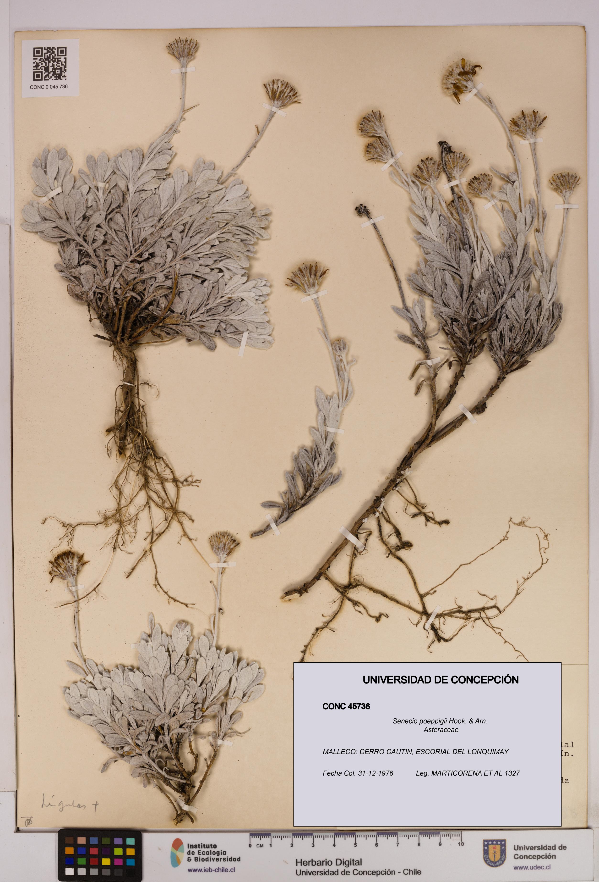 Senecio poeppigii [Espécimen: UDEC:CONC:0045736]