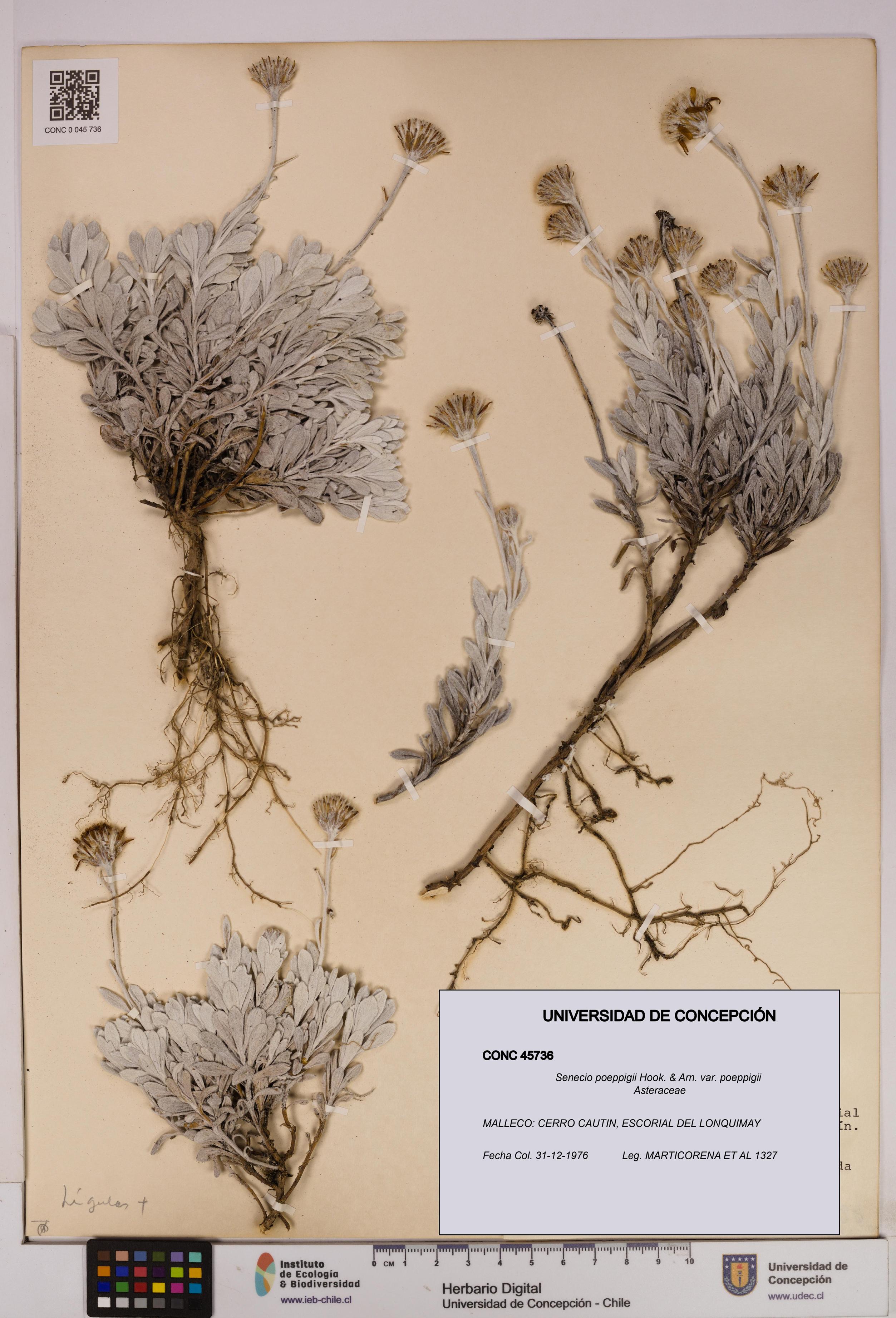 Senecio poeppigii var. poeppigii [Espécimen: ]