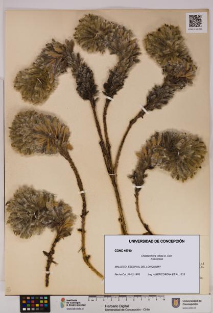 Chaetanthera villosa [Espécimen: UDEC:CONC:0045740]