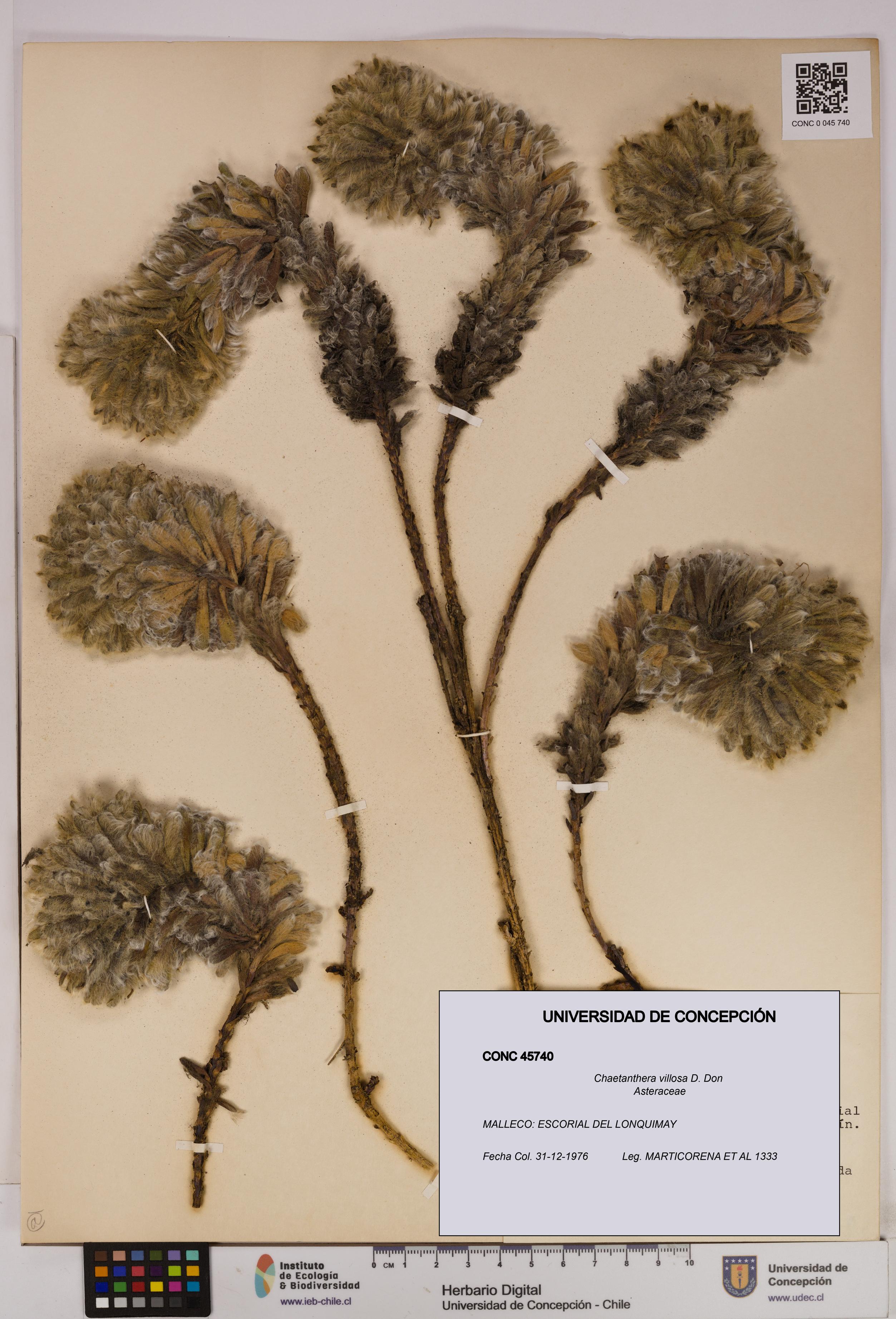 Chaetanthera villosa [Espécimen: UDEC:CONC:0045740]