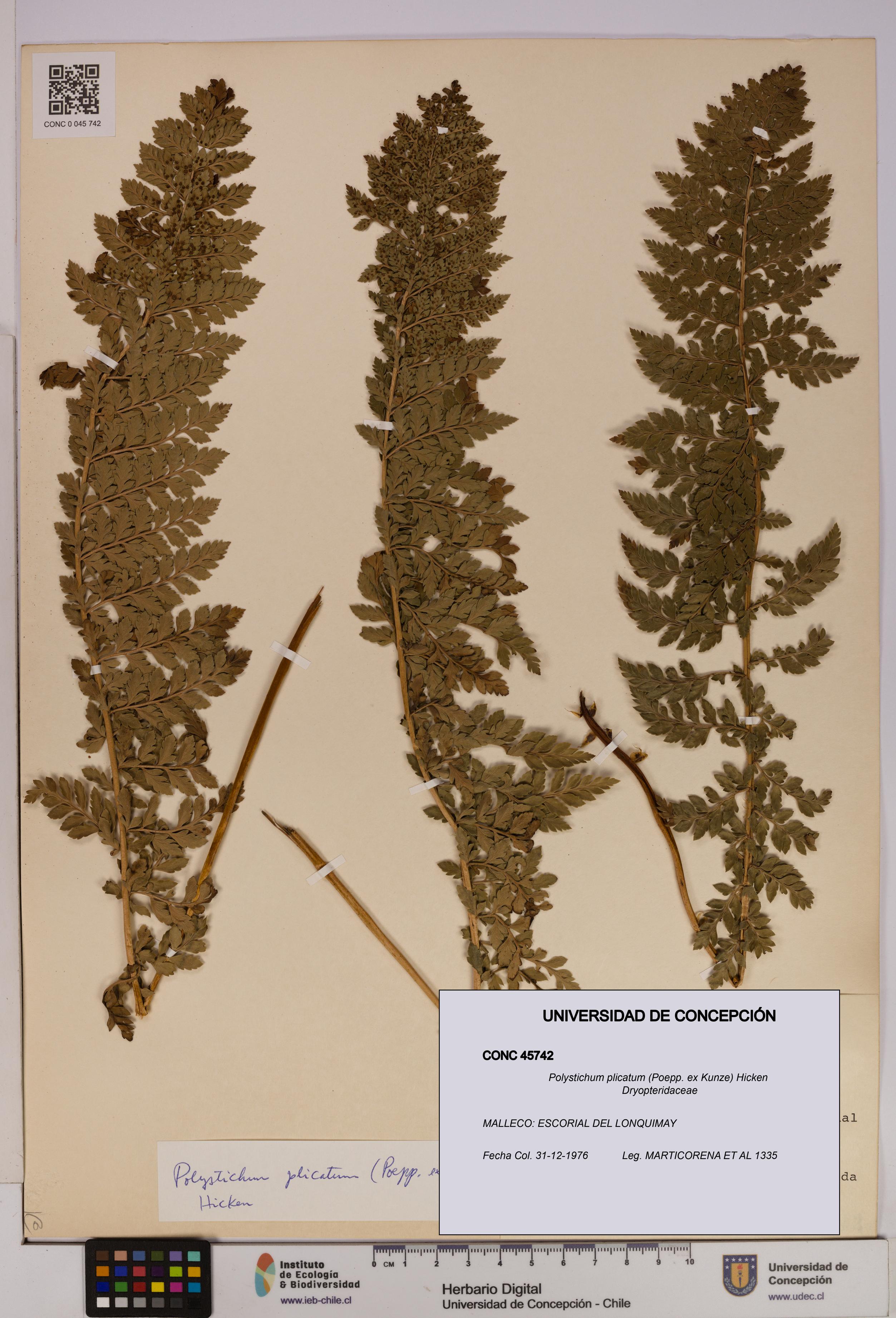 Polystichum plicatum [Espécimen: UDEC:CONC:0045742]
