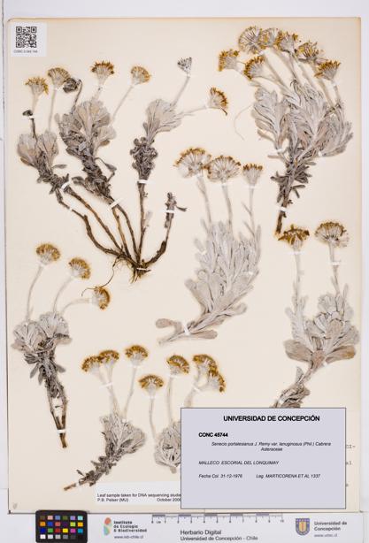 Senecio portalesianus var. lanuginosus [Espécimen: ]