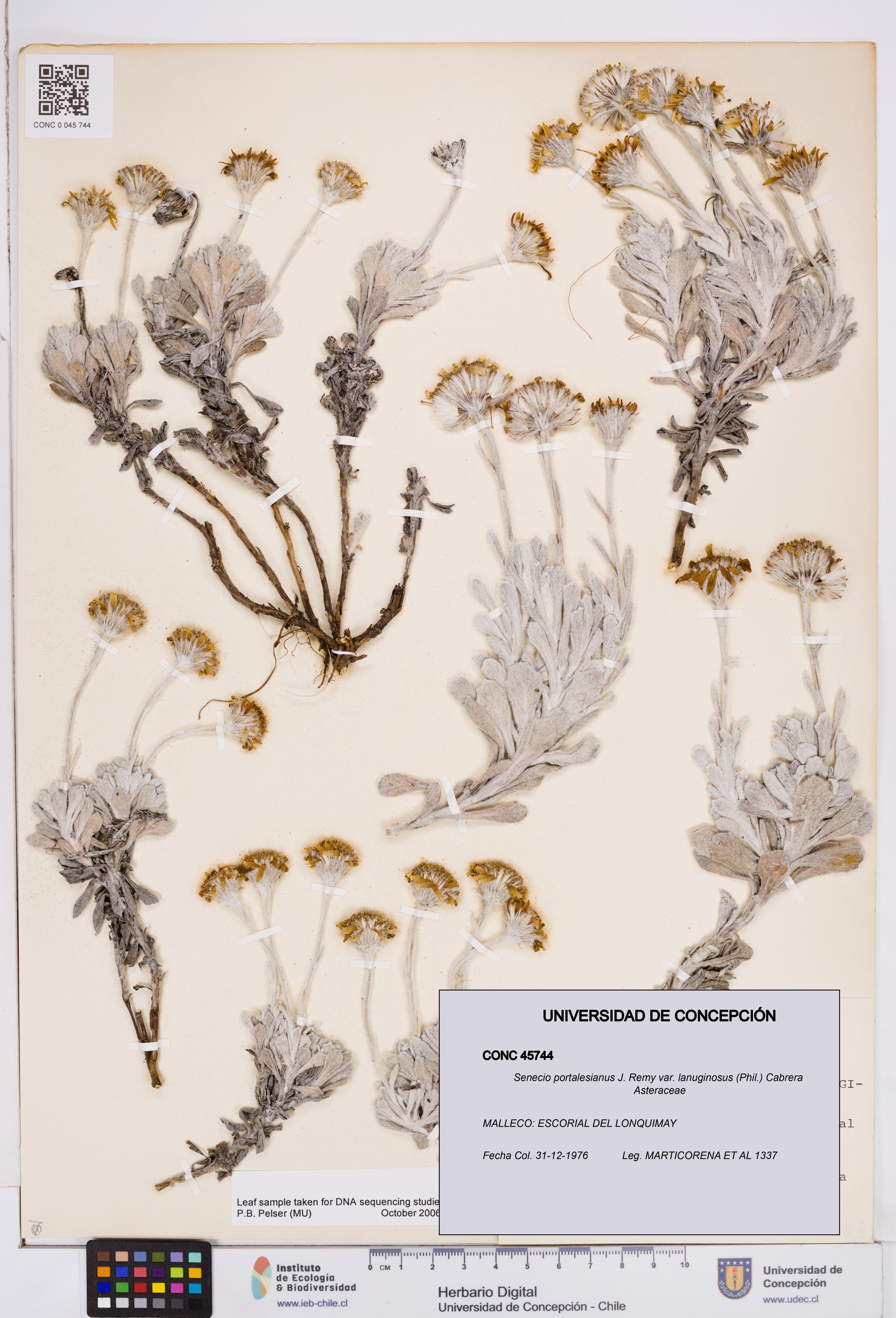 Senecio portalesianus var. lanuginosus [Espécimen: ]