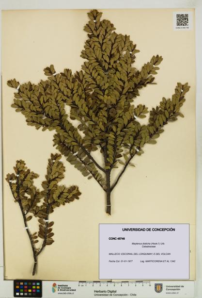 Maytenus disticha [Espécimen: UDEC:CONC:0045746]