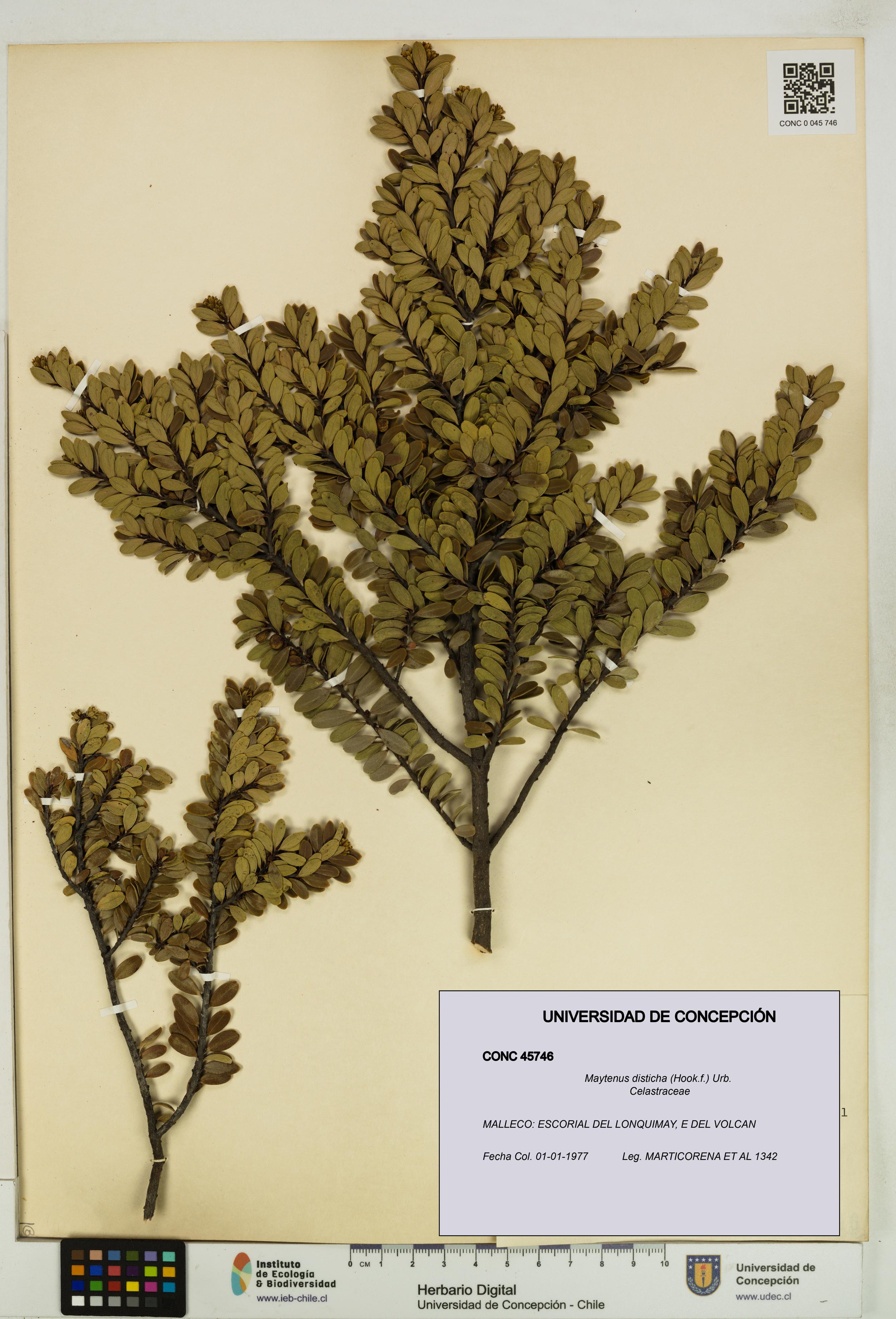 Maytenus disticha [Espécimen: UDEC:CONC:0045746]