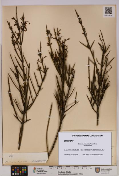 Discaria articulata [Espécimen: UDEC:CONC:0045747]
