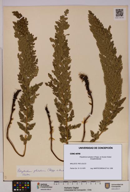 Polystichum plicatum [Espécimen: UDEC:CONC:0045755]