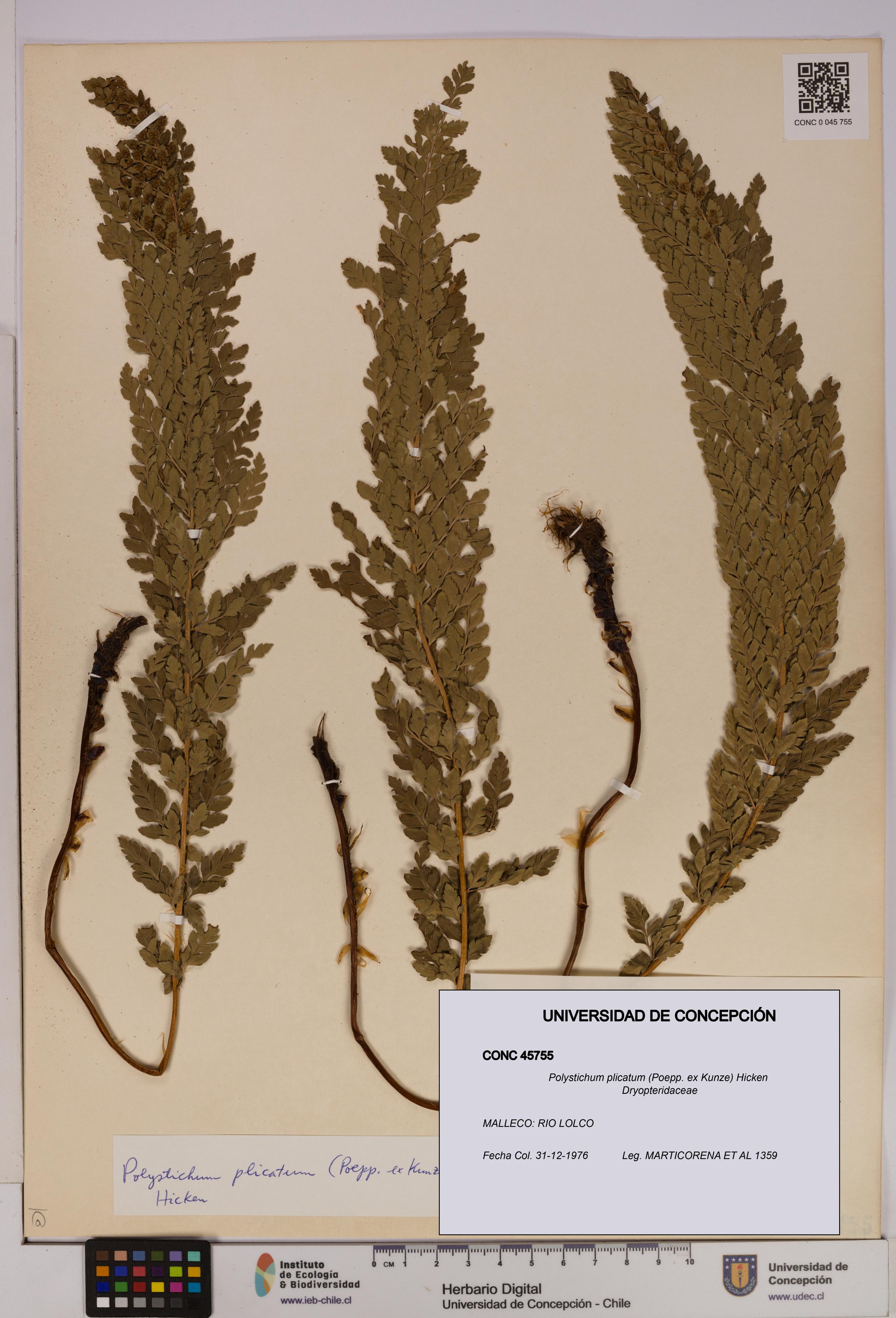 Polystichum plicatum [Espécimen: UDEC:CONC:0045755]