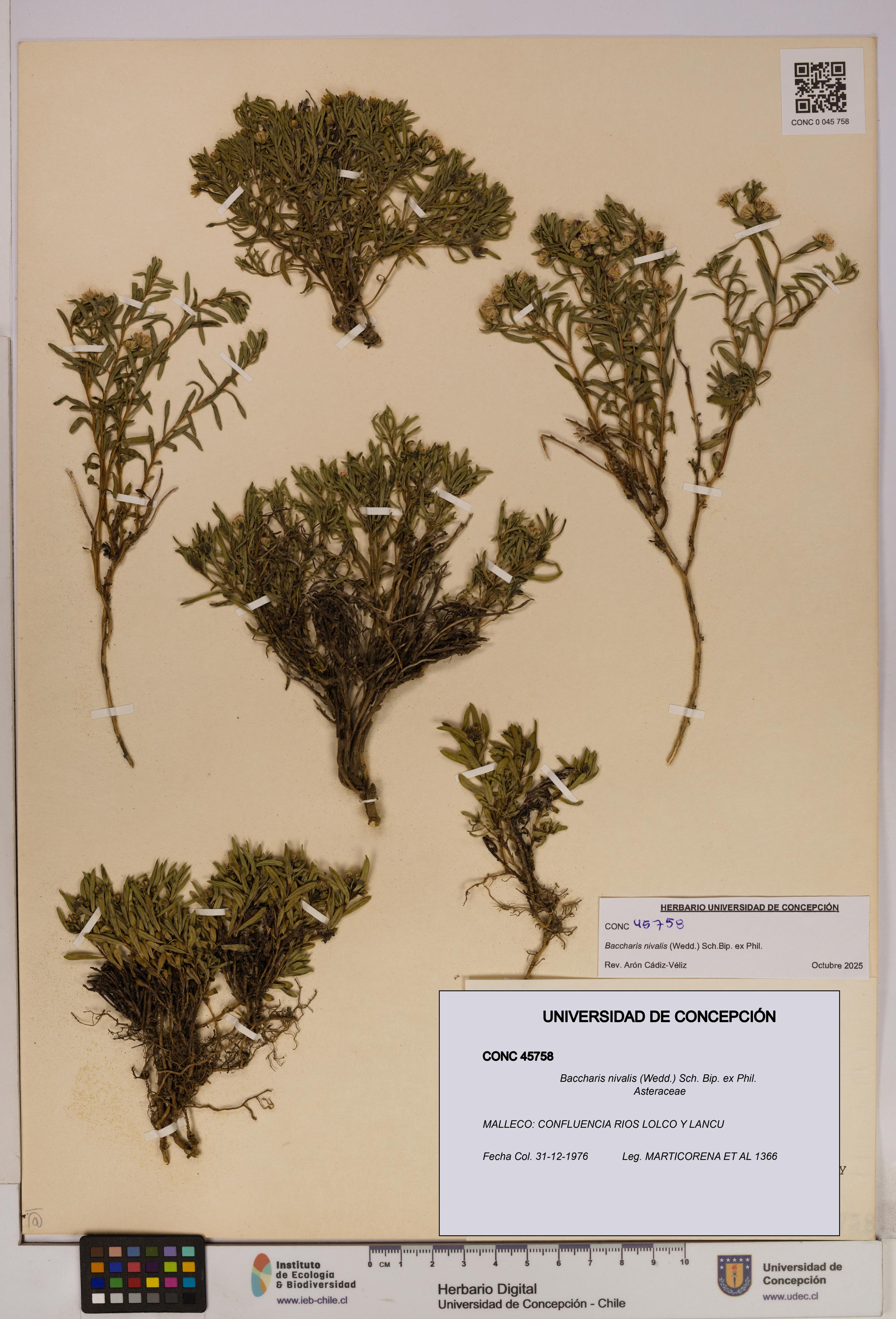 Baccharis nivalis [Espécimen: UDEC:CONC:0045758]
