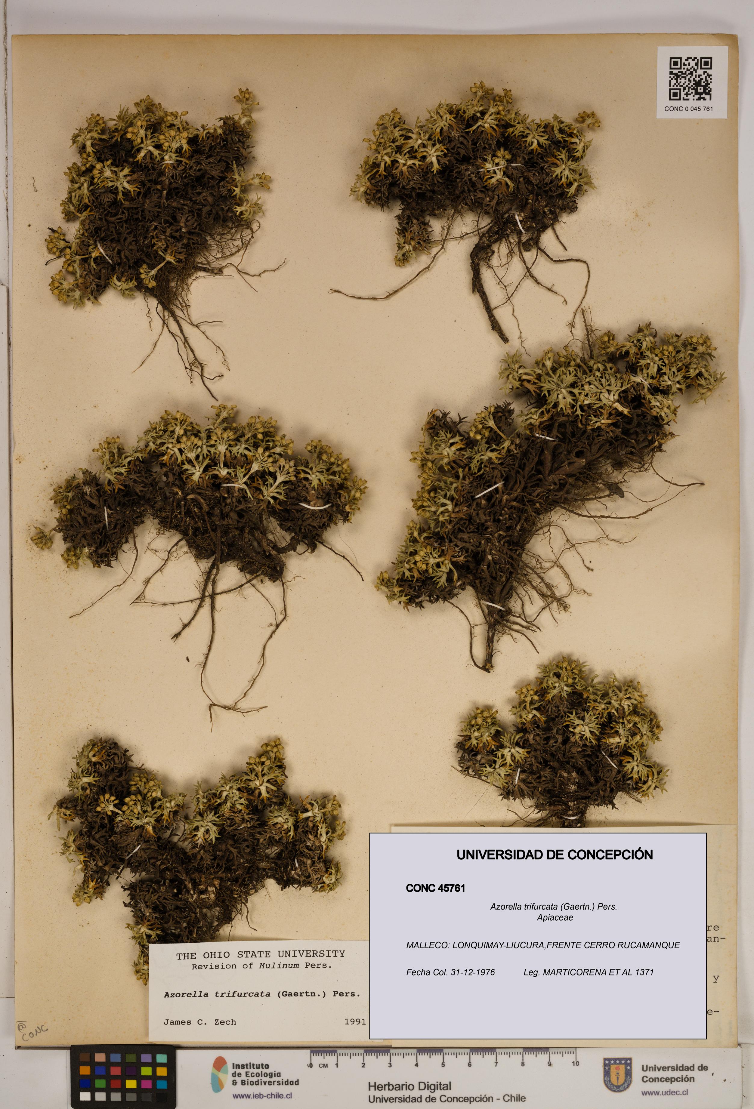 Azorella trifurcata [Espécimen: ]