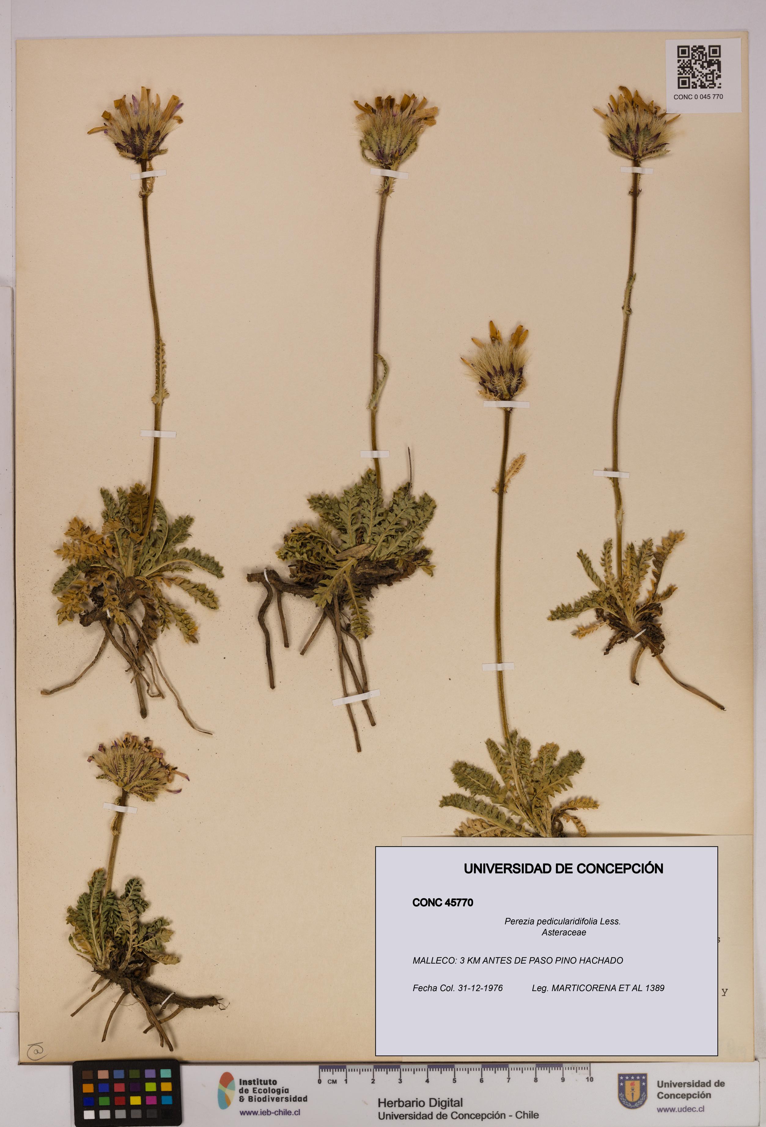 Perezia pedicularidifolia [Espécimen: UDEC:CONC:0045770]