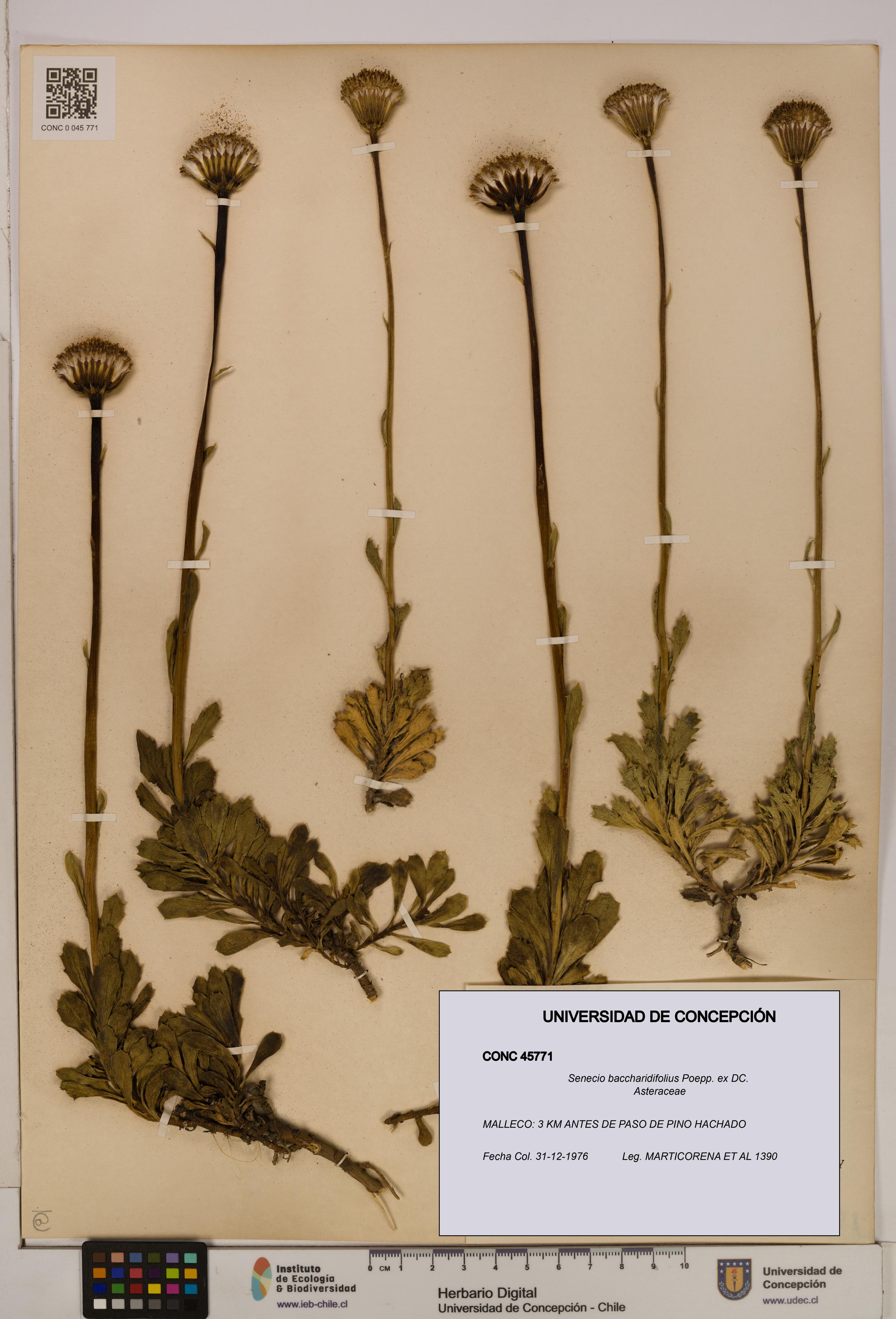 Senecio baccharidifolius [Espécimen: UDEC:CONC:0045771]