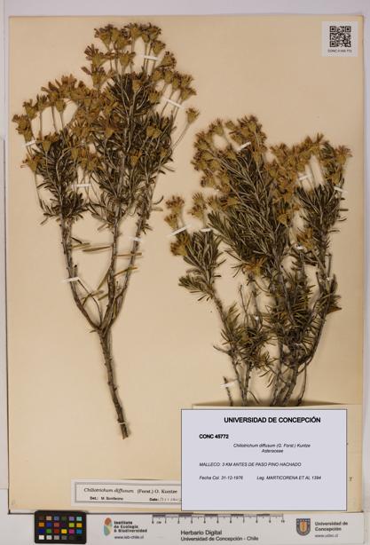 Chiliotrichum diffusum [Espécimen: UDEC:CONC:0045772]