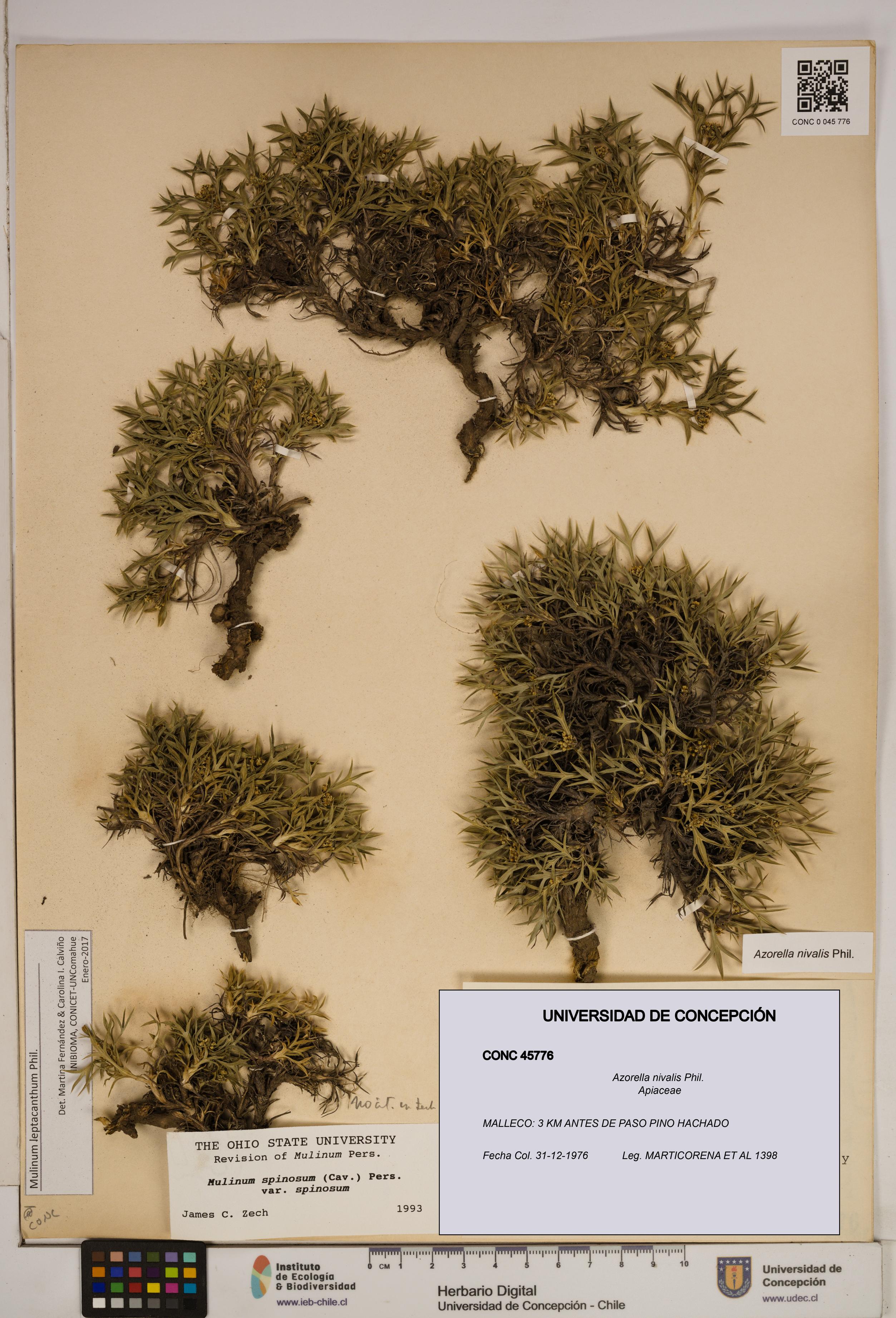 Azorella nivalis [Espécimen: ]