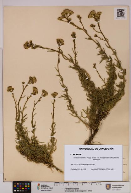 Senecio linariifolius var. heliophytoides [Espécimen: UDEC:CONC:0045778]