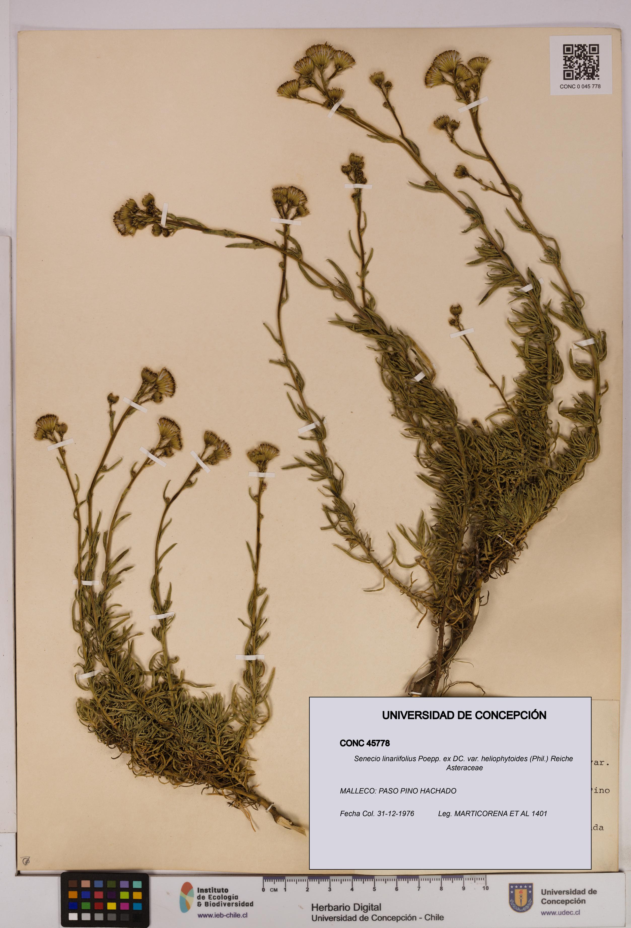 Senecio linariifolius var. heliophytoides [Espécimen: UDEC:CONC:0045778]