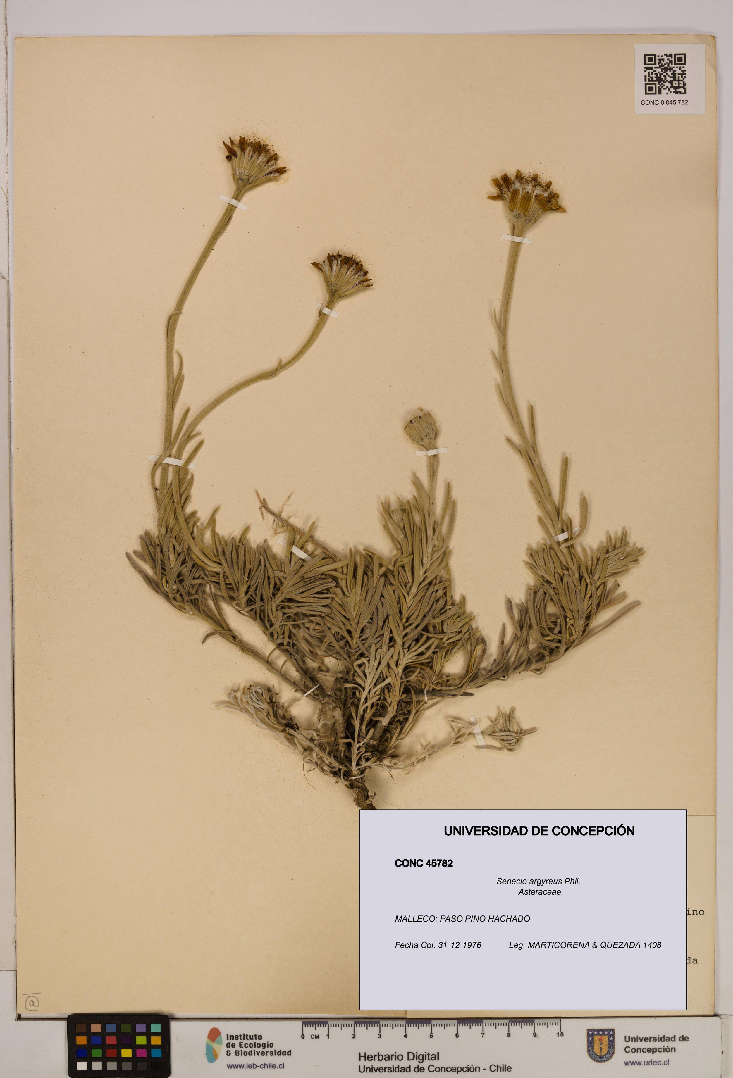 Senecio argyreus [Espécimen: UDEC:CONC:0045782]