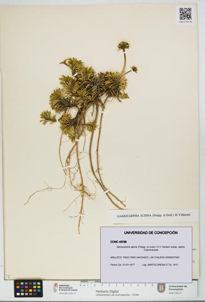 Gamocarpha alpina subsp. alpina [Espécimen: UDEC:CONC:0045786]