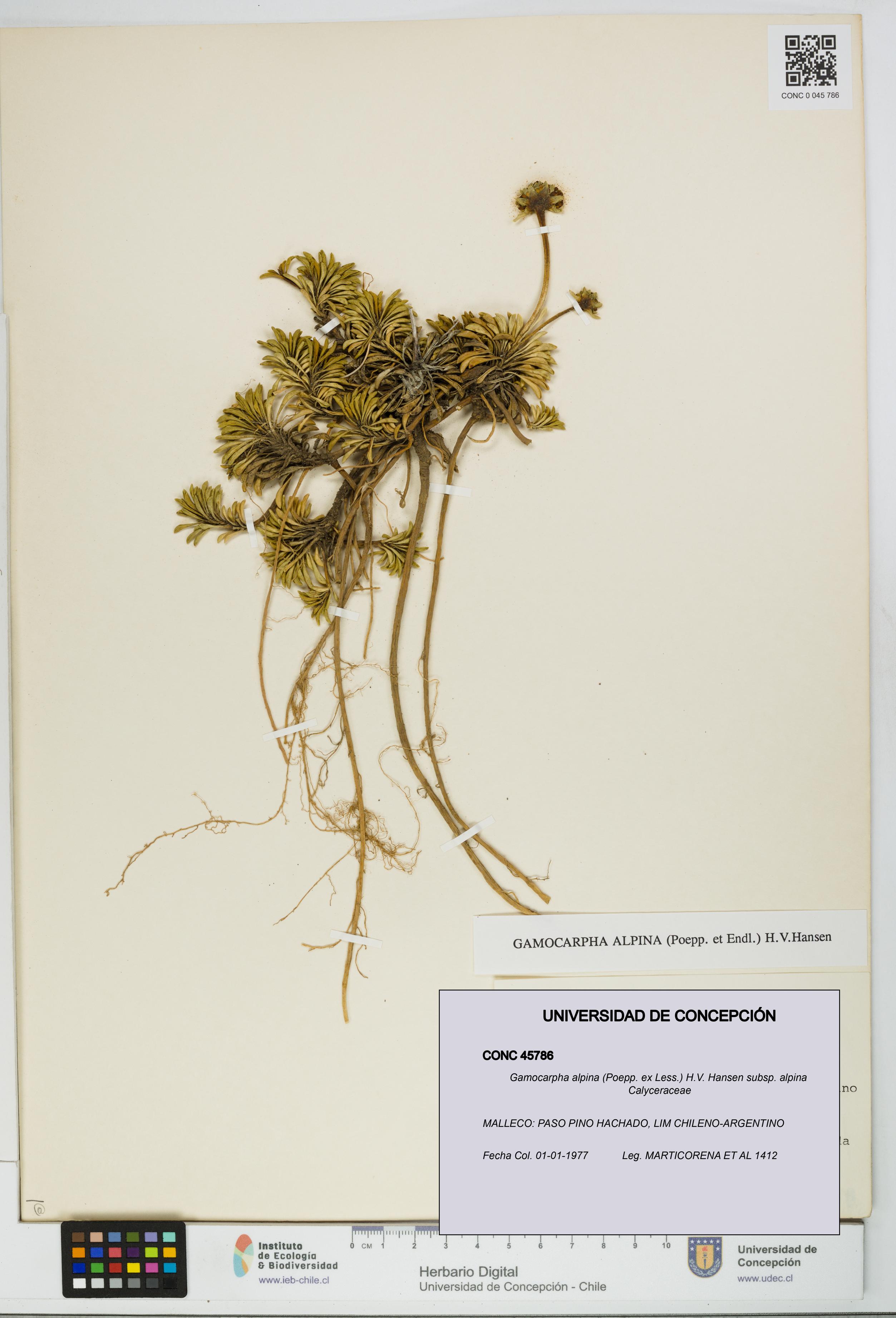 Gamocarpha alpina subsp. alpina [Espécimen: UDEC:CONC:0045786]