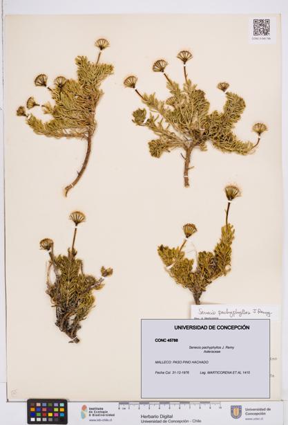 Senecio pachyphyllos [Espécimen: ]
