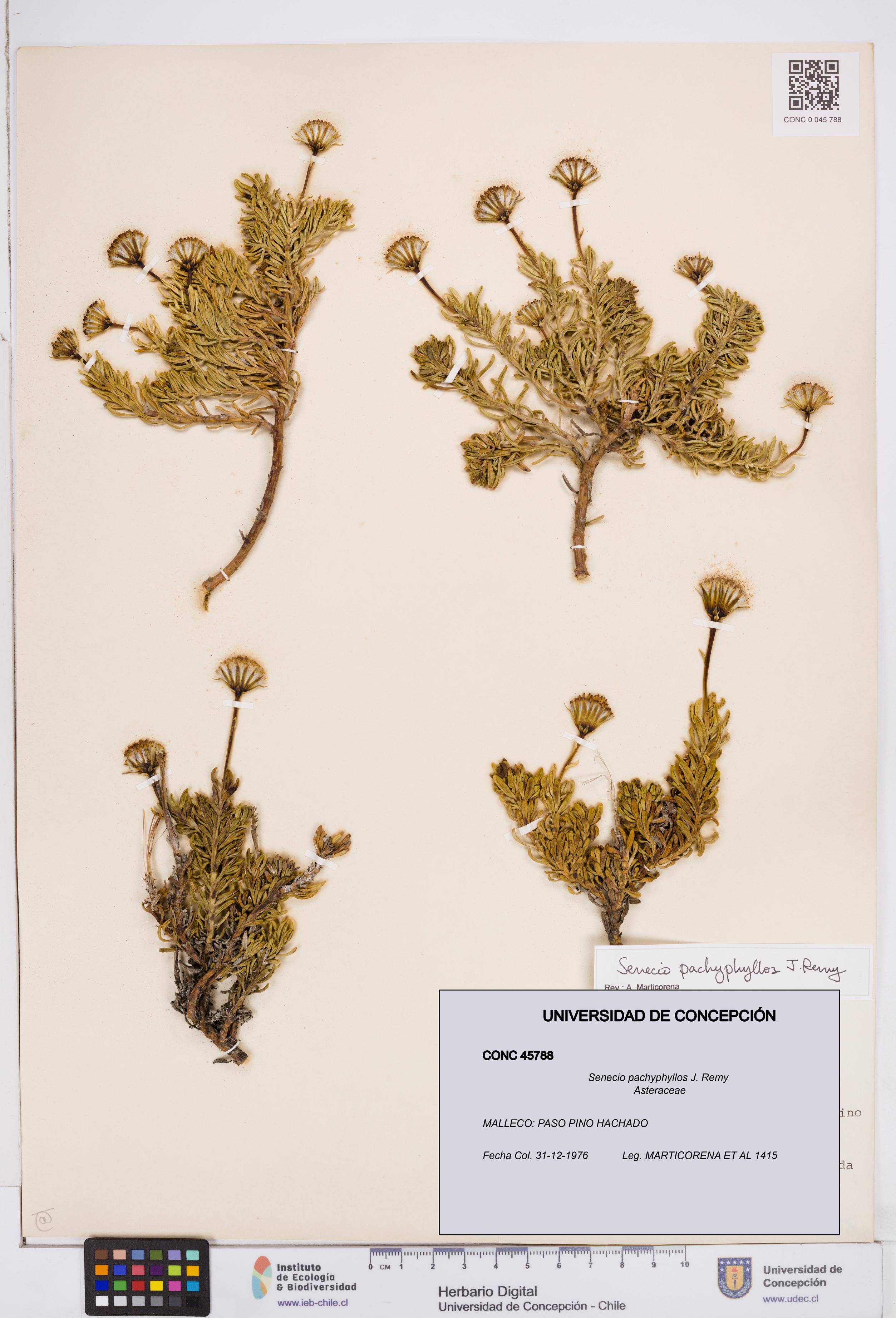 Senecio pachyphyllos [Espécimen: ]