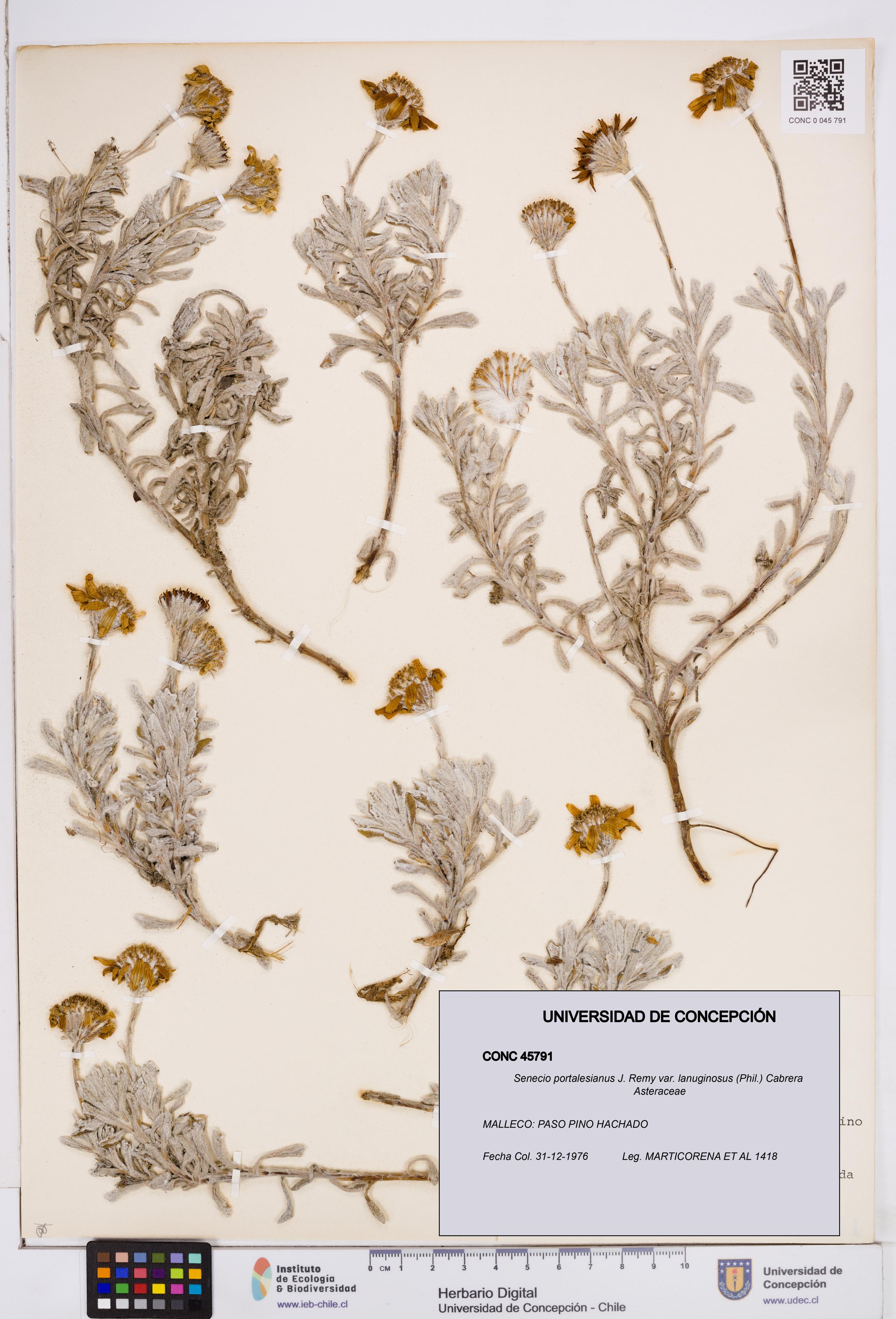 Senecio portalesianus var. lanuginosus [Espécimen: ]