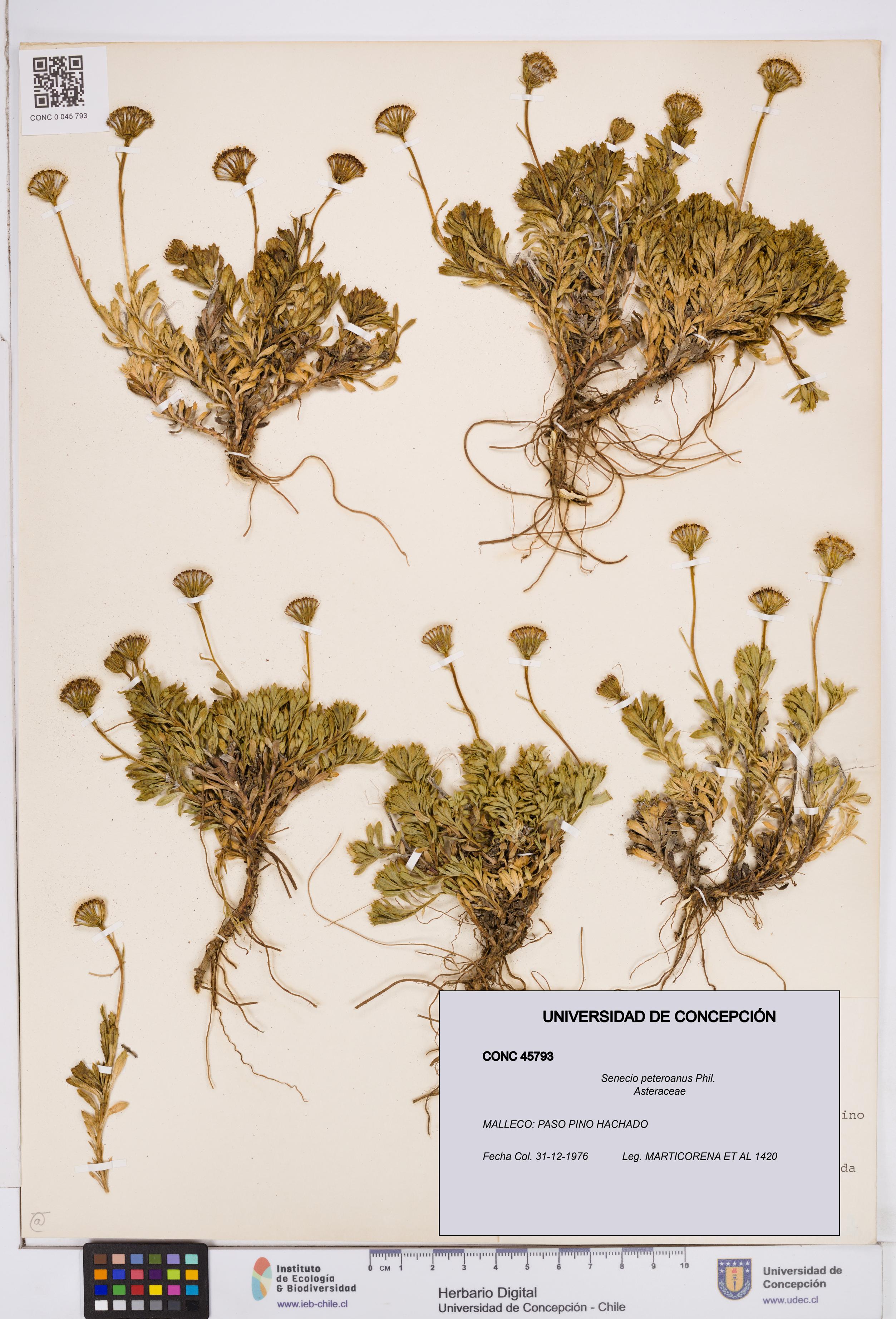 Senecio peteroanus [Espécimen: ]