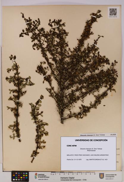 Discaria chacaye [Espécimen: UDEC:CONC:0045794]