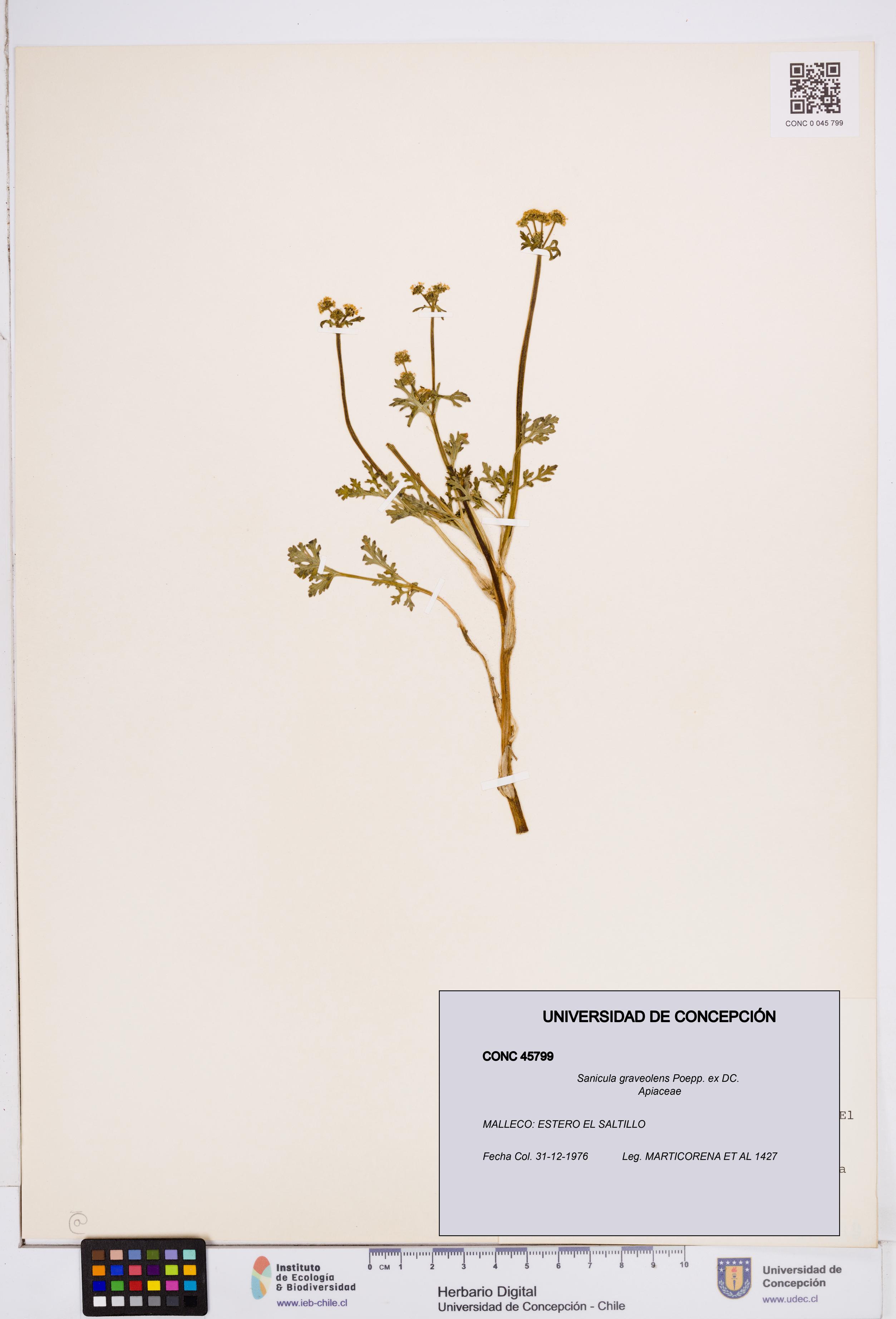Sanicula graveolens [Espécimen: ]
