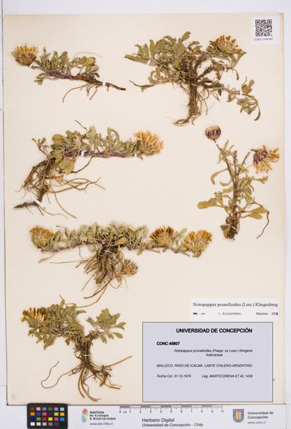 Notopappus prunelloides [Espécimen: ]